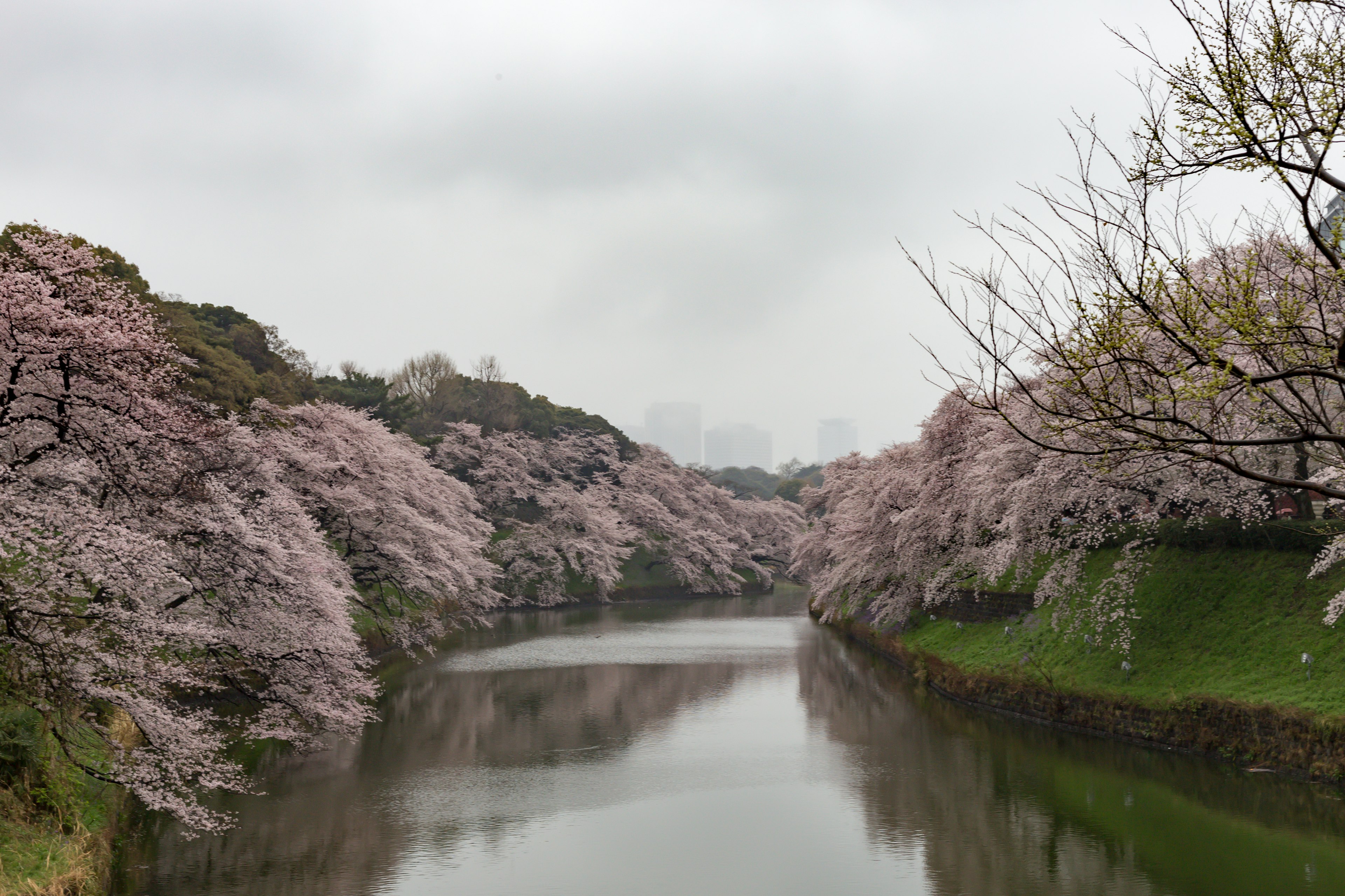 Cherry blossom trees lining a serene river under a cloudy sky