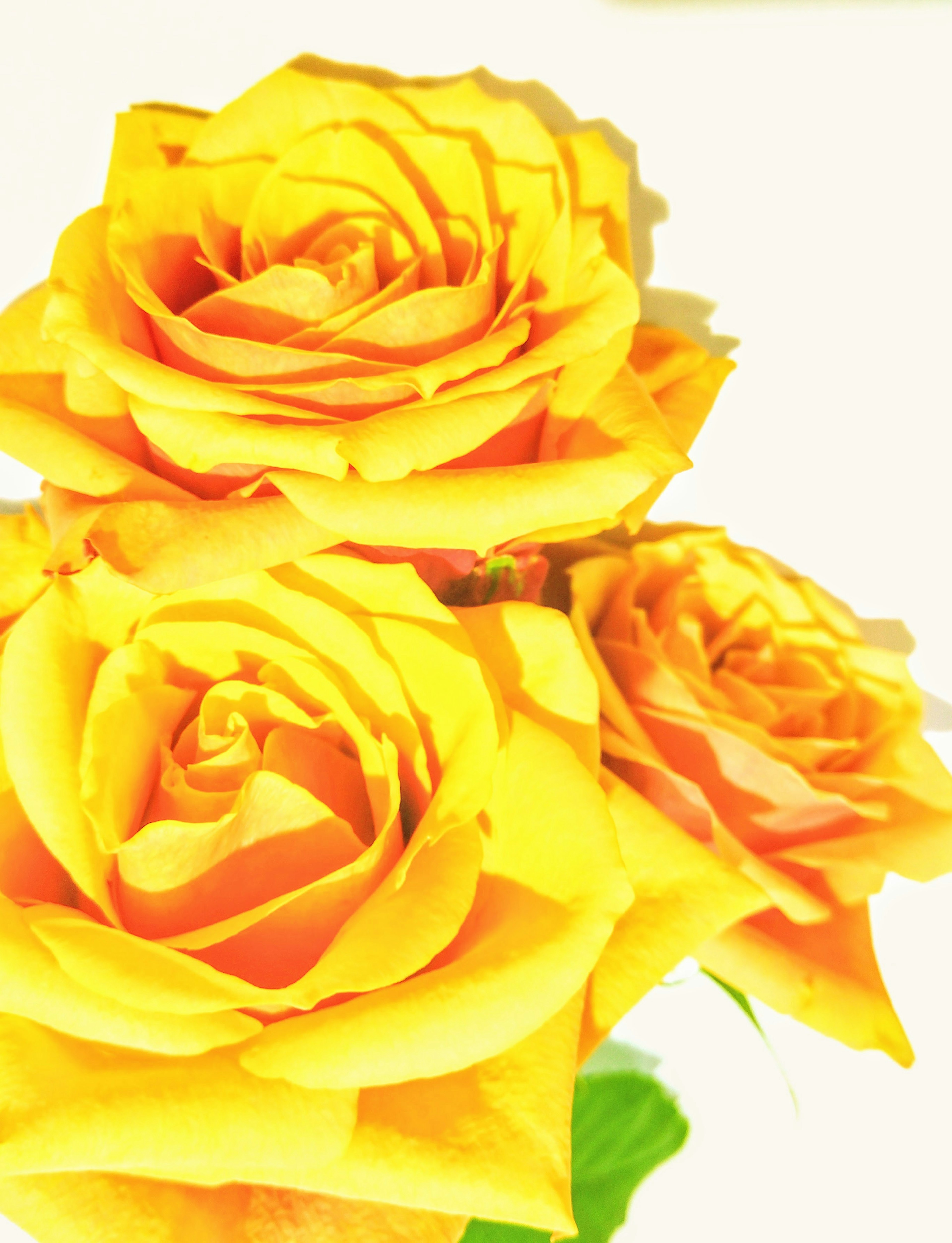 A bouquet of bright yellow roses arranged against a white background