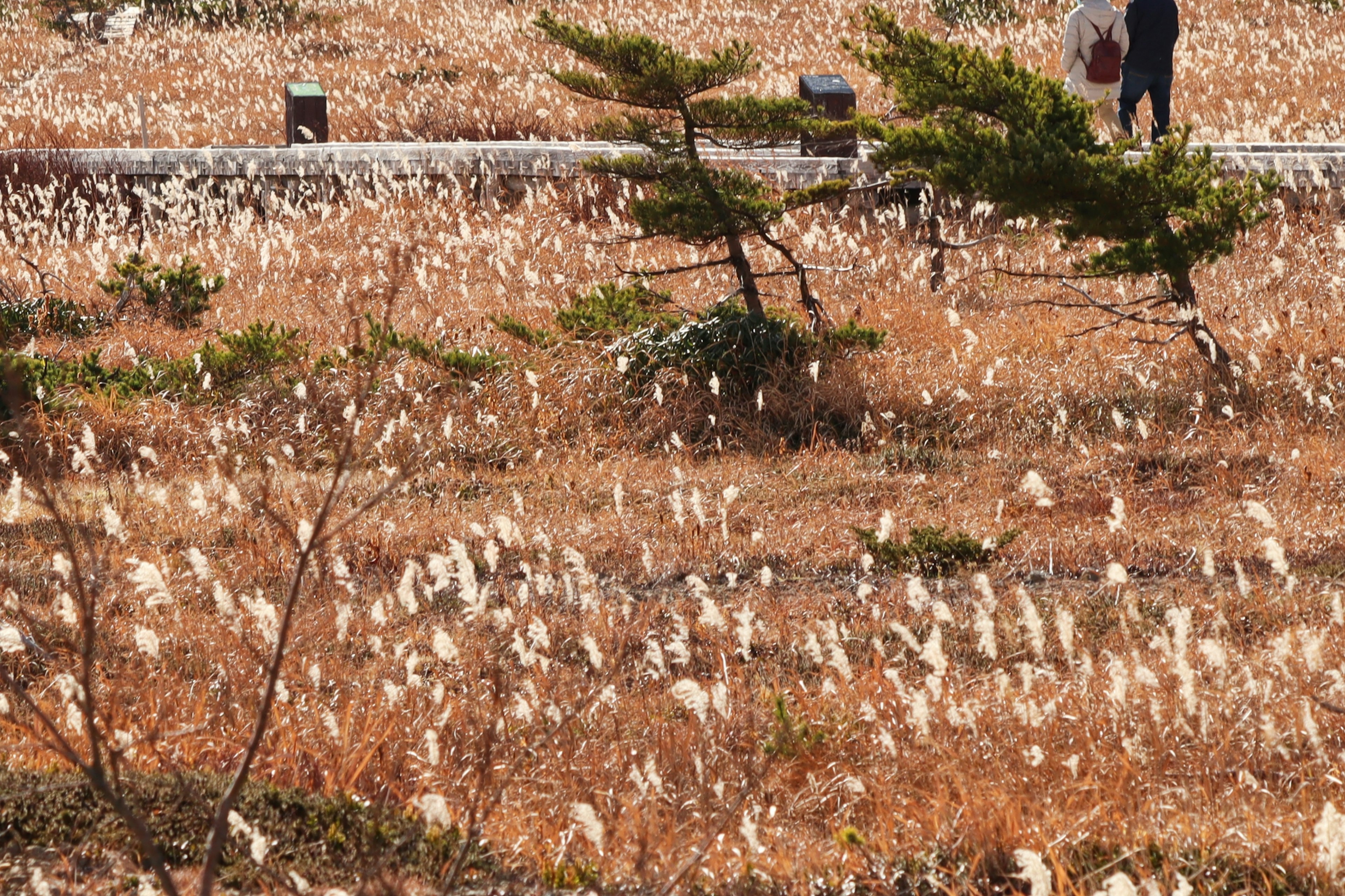 A landscape of dry grassland with white grass spread across and a person in the distance