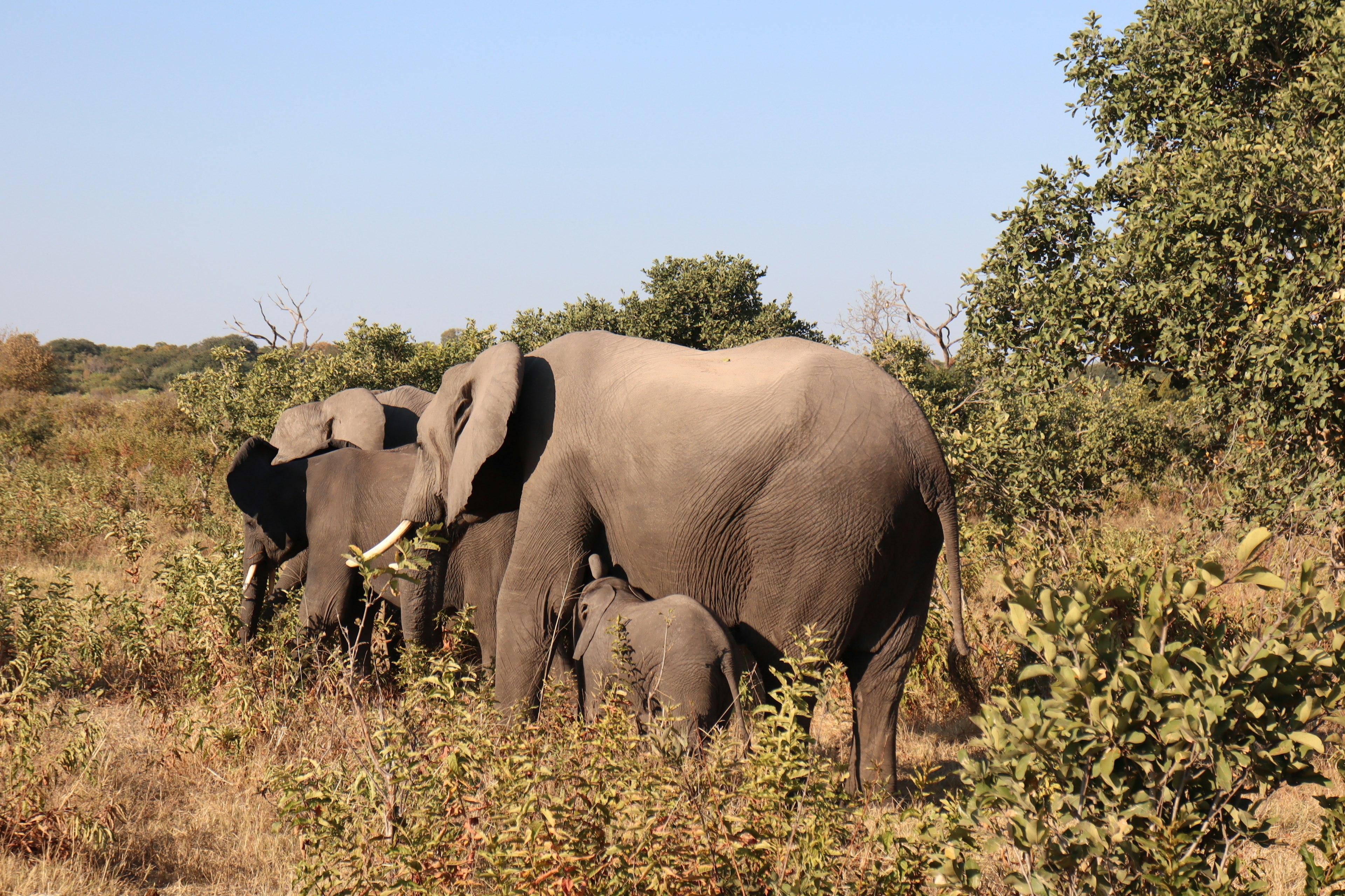 A herd of elephants in a savanna with a baby elephant