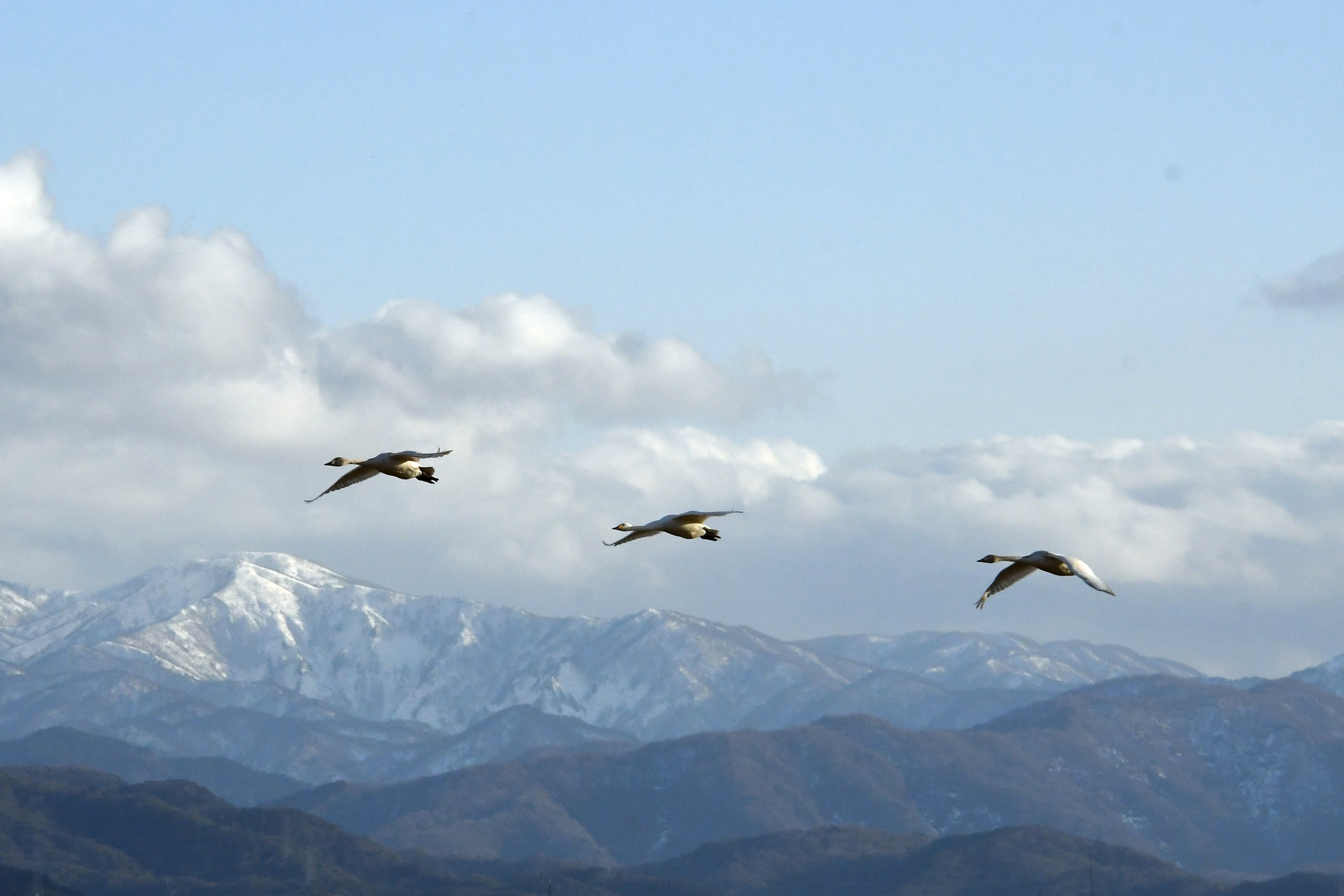 A group of three birds flying against a backdrop of snow-capped mountains