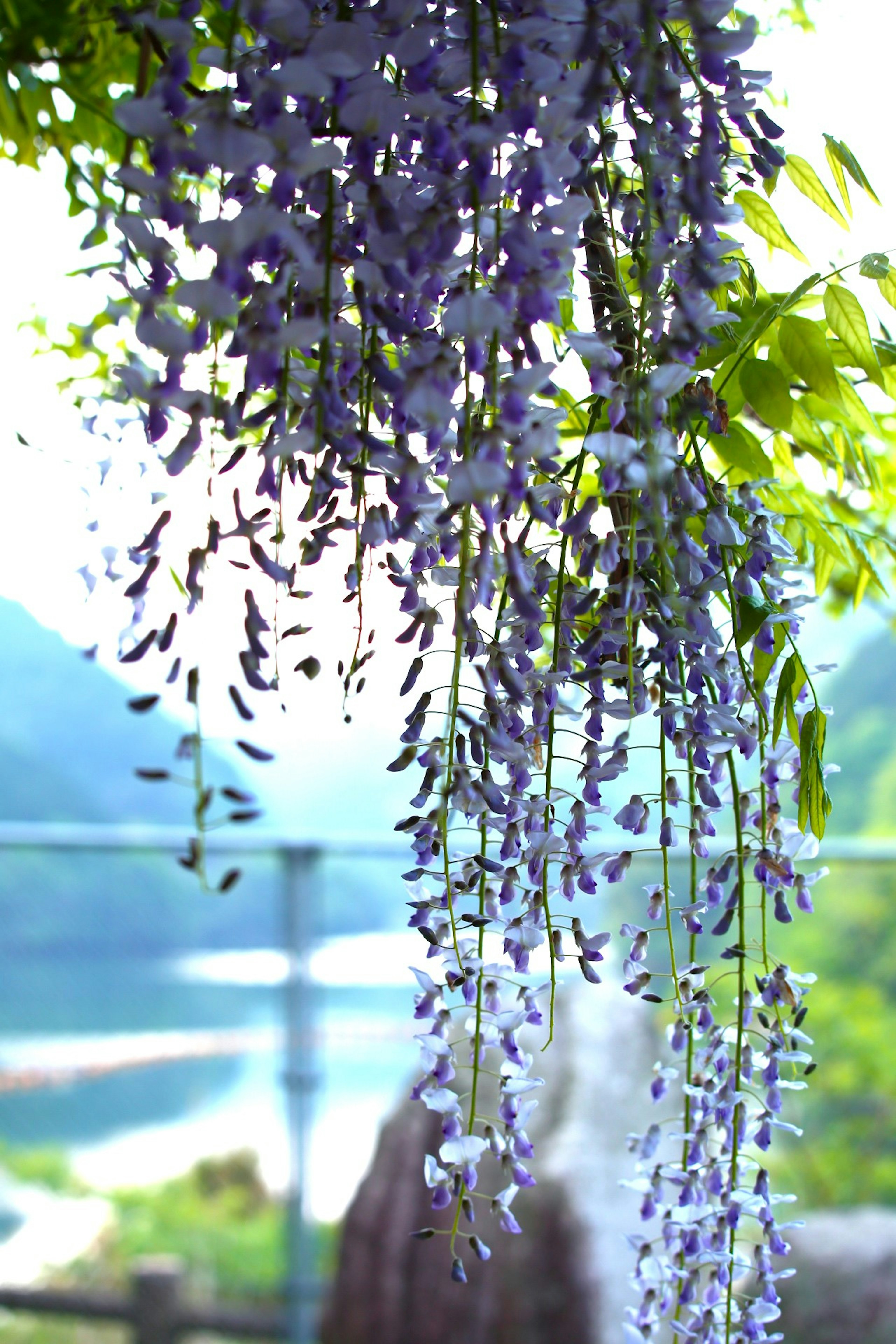 Fiori di glicine viola appesi in un paesaggio pittoresco