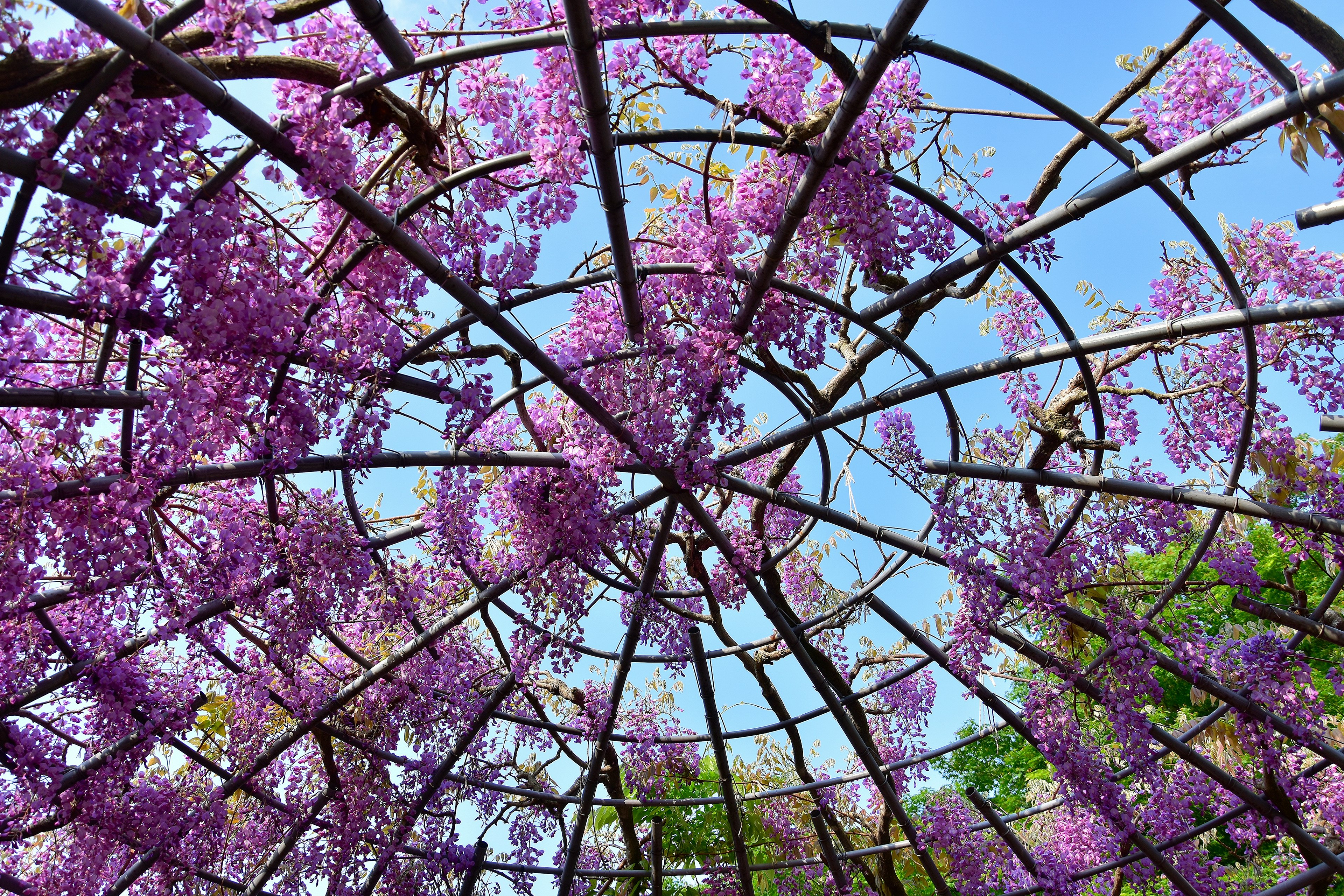 Vista interna di una struttura ad arco decorata con fiori viola contro un cielo blu