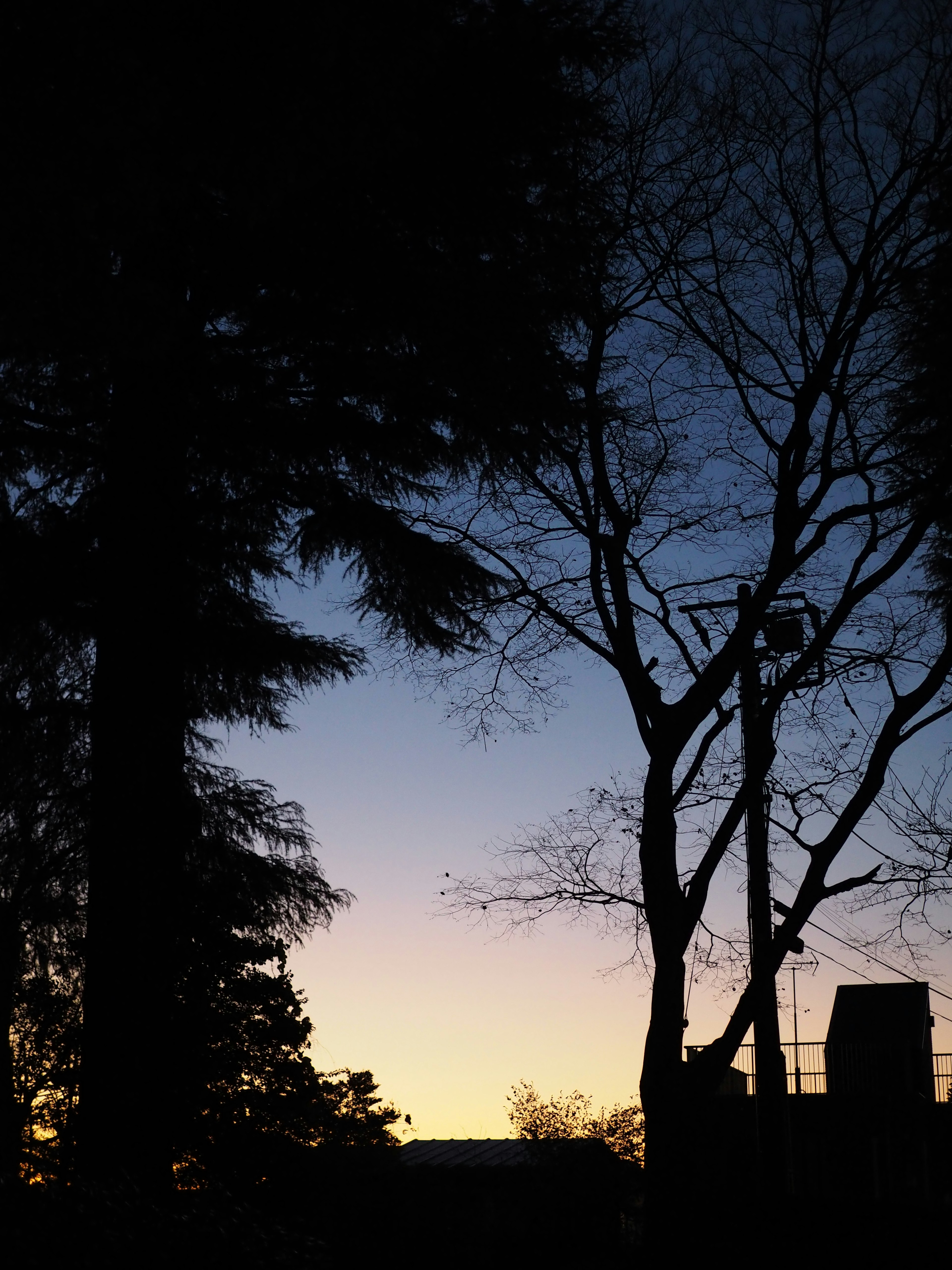 Silhouette von Bäumen vor einem Sonnenuntergangshimmel