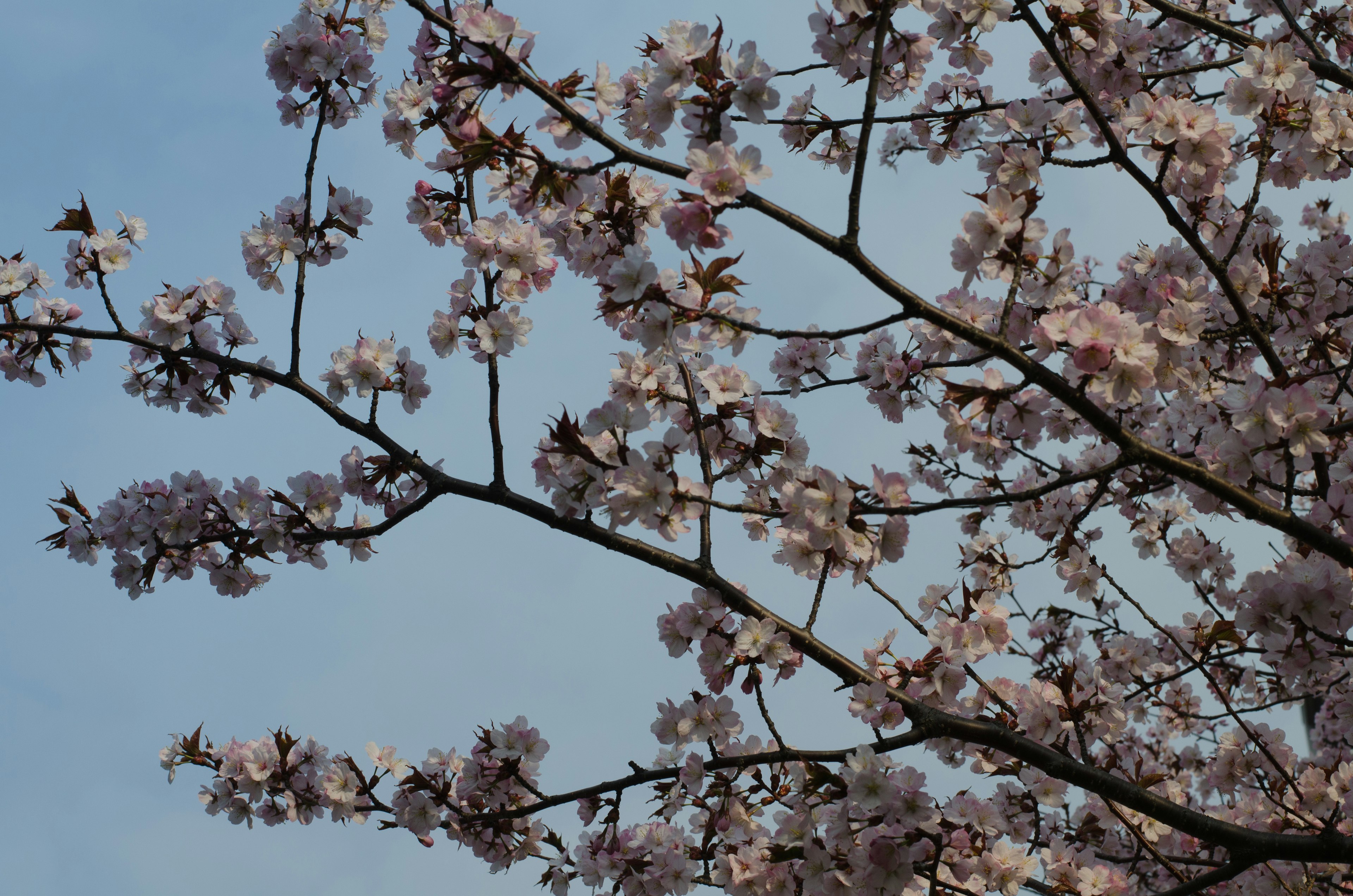 Cabang bunga sakura dengan bunga merah muda di latar belakang langit biru