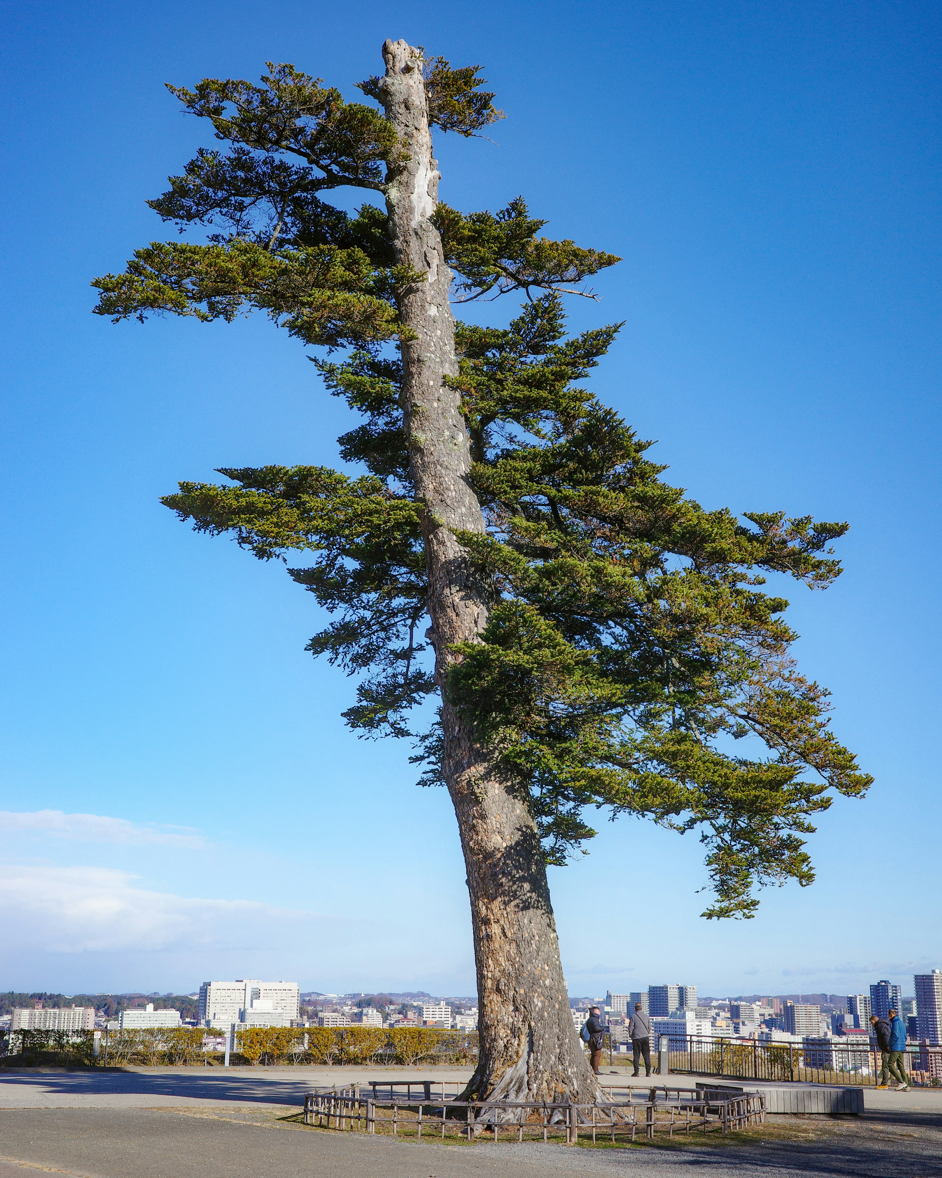 傾いた大きな木が青い空の下に立っている