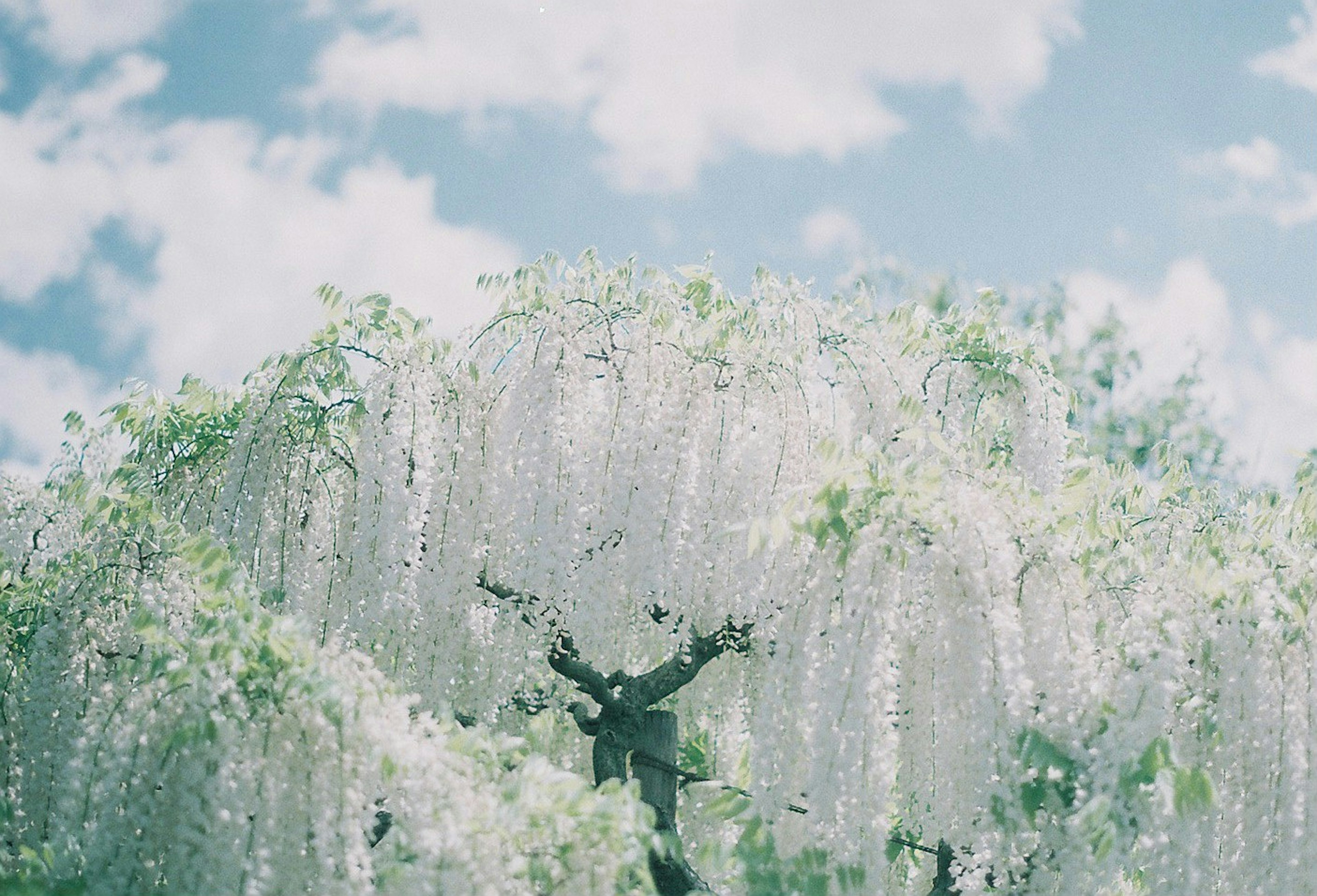 白い藤の花が咲き誇る木と青い空