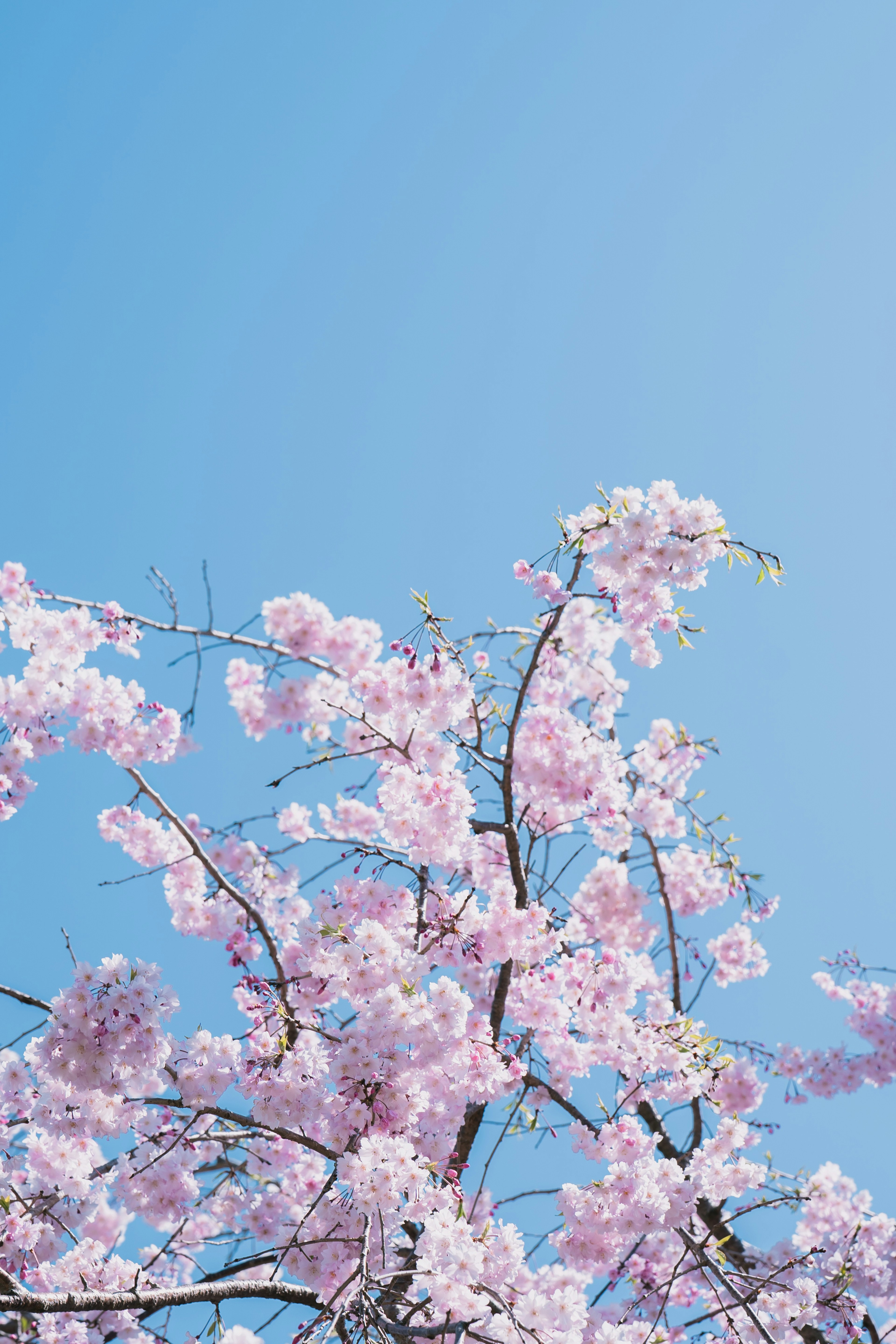 Cherry blossom branches with pink flowers against a blue sky