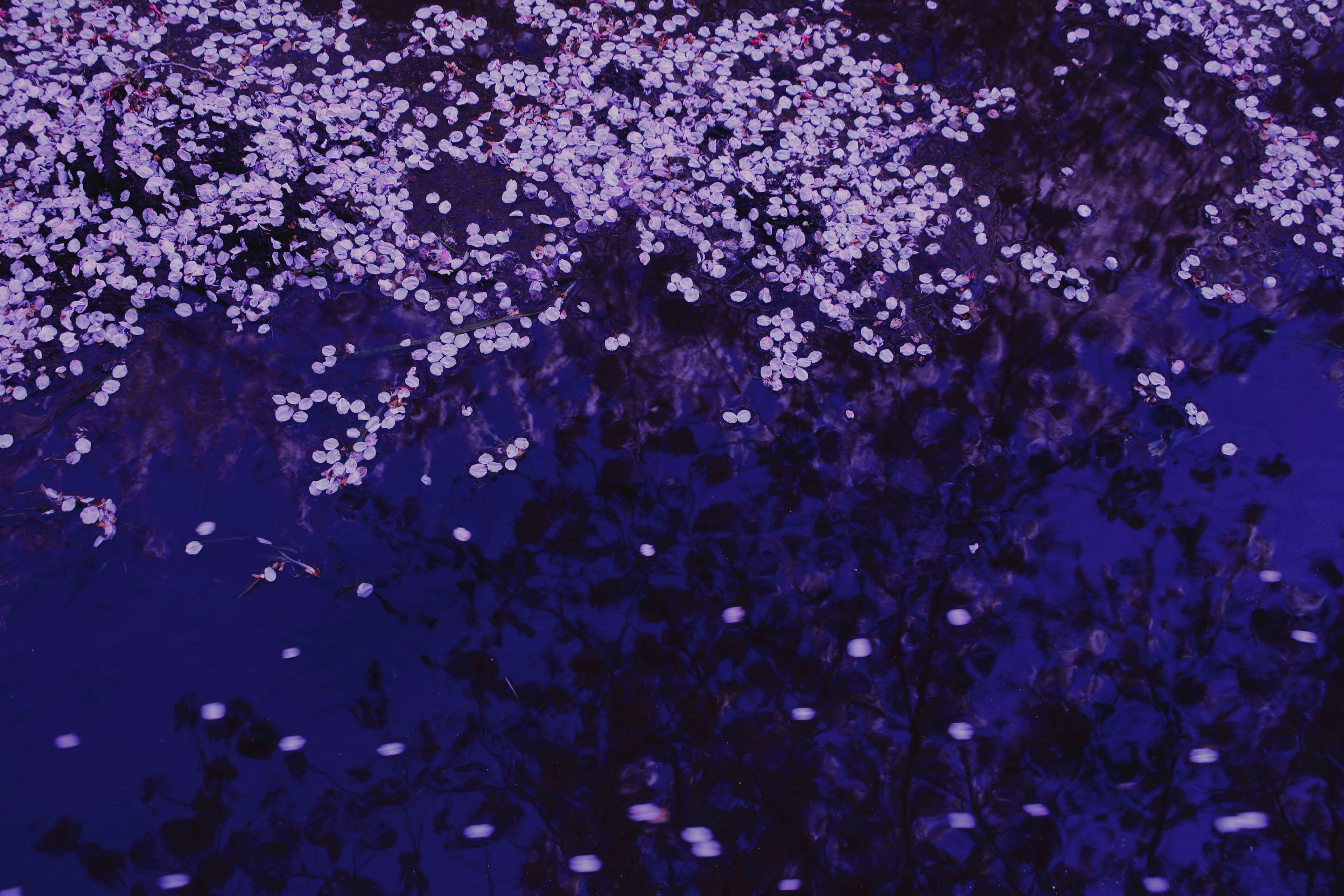 Purple water surface with floating cherry blossom petals and reflections