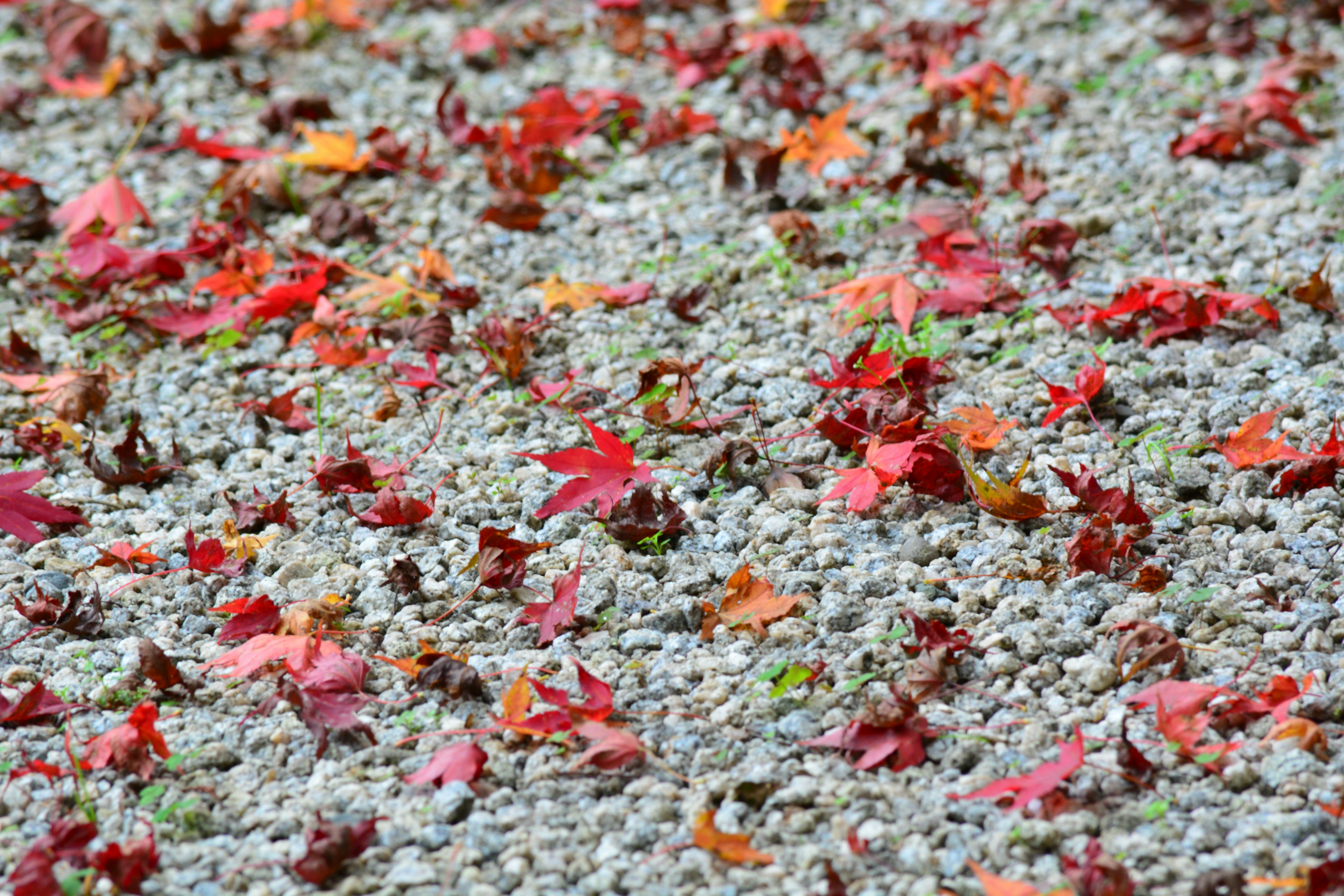 Des feuilles rouges et orange tombées éparpillées sur un sol en gravier