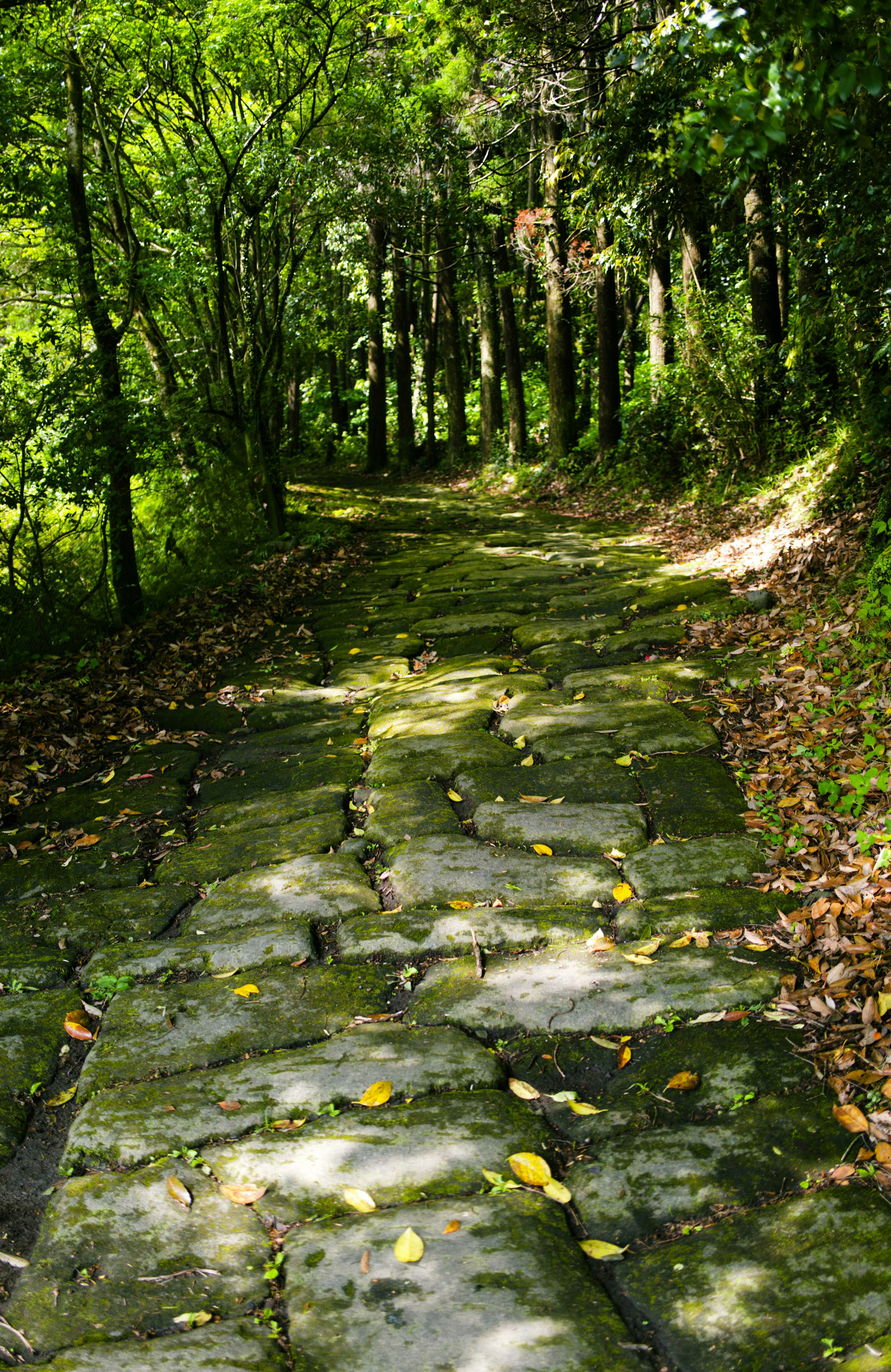 Stone pathway through a lush green forest with trees lining the sides and scattered leaves on the ground