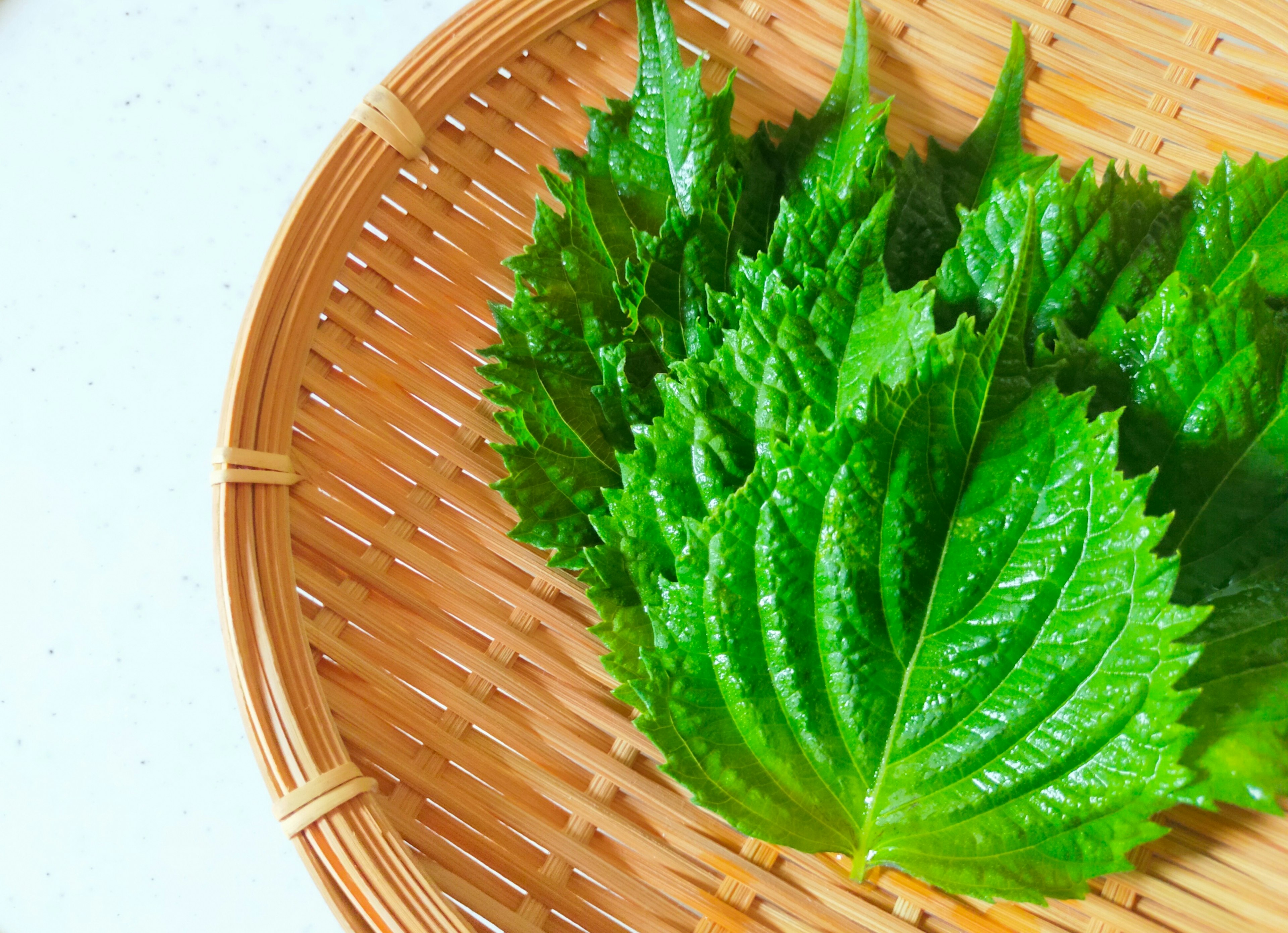 Feuilles de shiso vert frais disposées sur une assiette en bambou