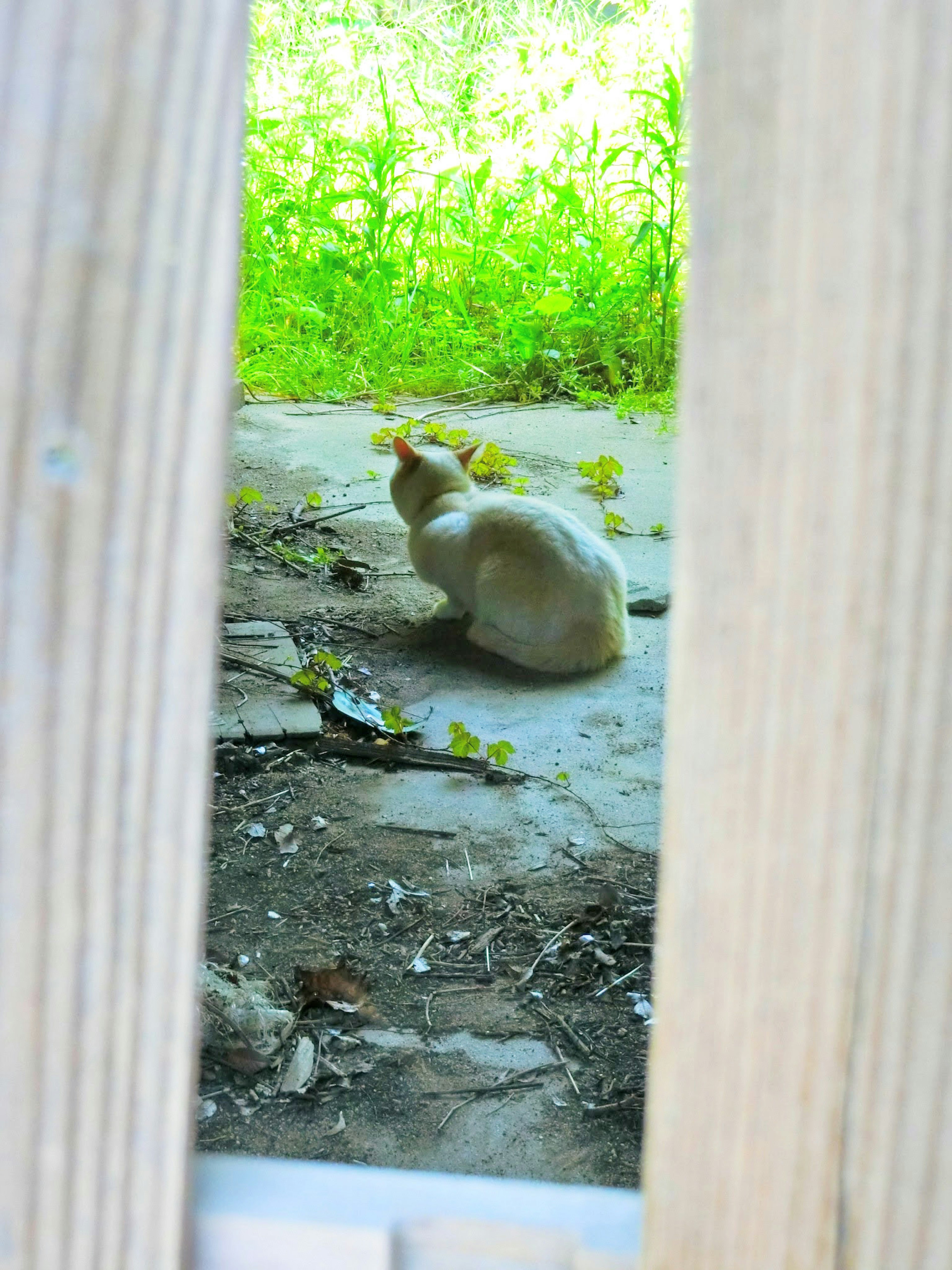 Eine weiße Katze sitzt auf dem Boden, gesehen durch eine Lücke in einem Holzzaun