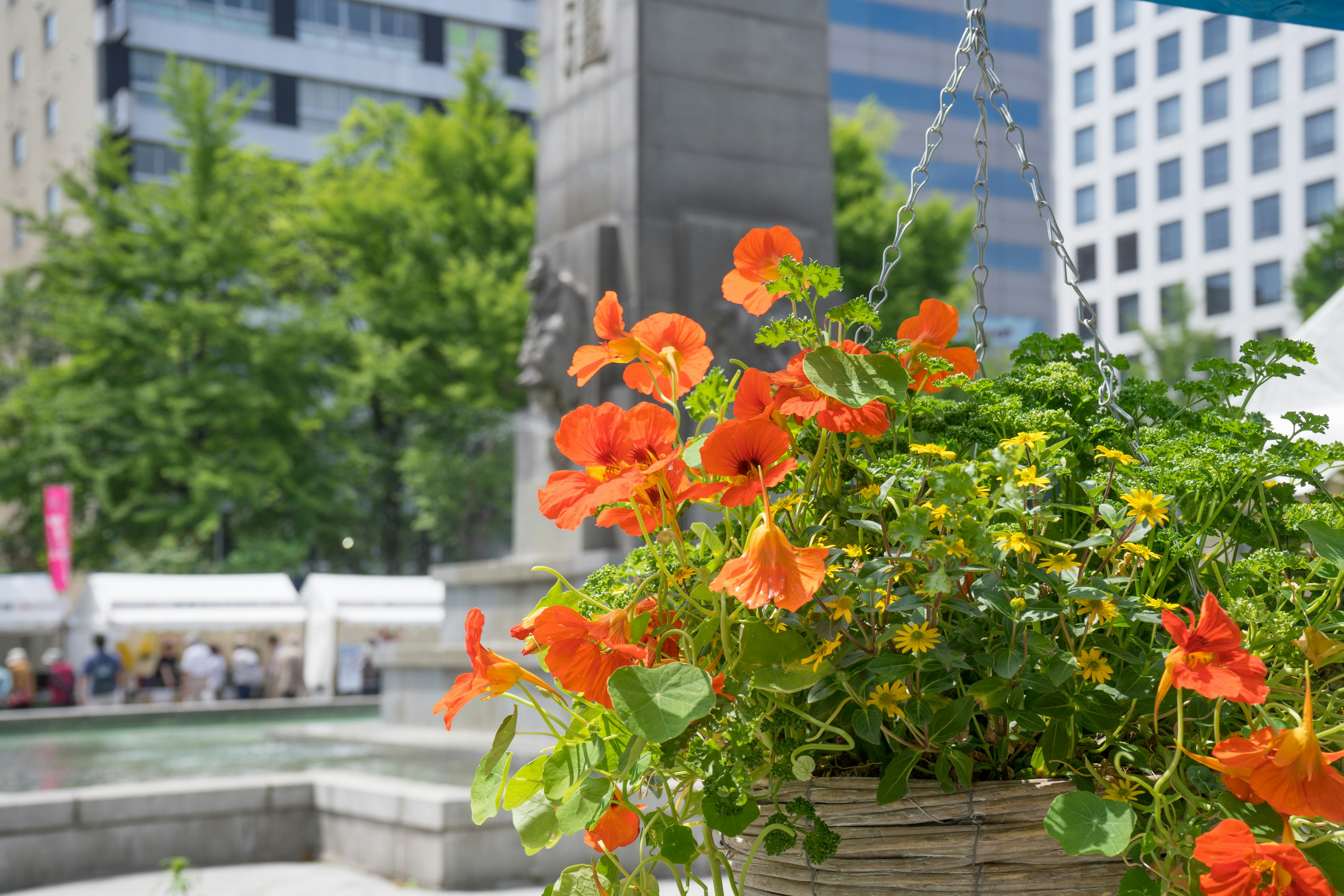 Hängender Korb mit lebhaften orangefarbenen Blumen und modernen Gebäuden im Hintergrund