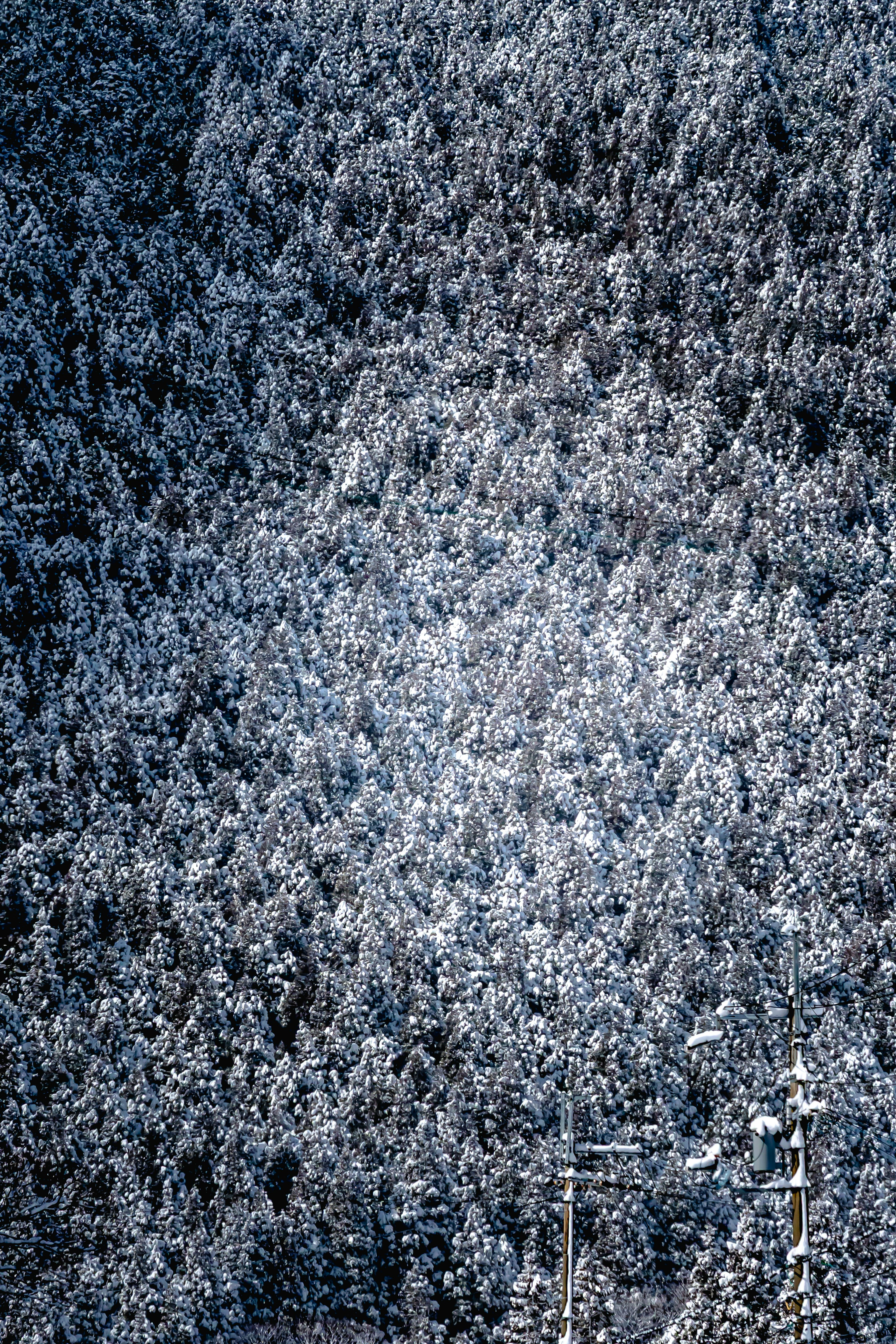 Primer plano de un bosque cubierto de nieve