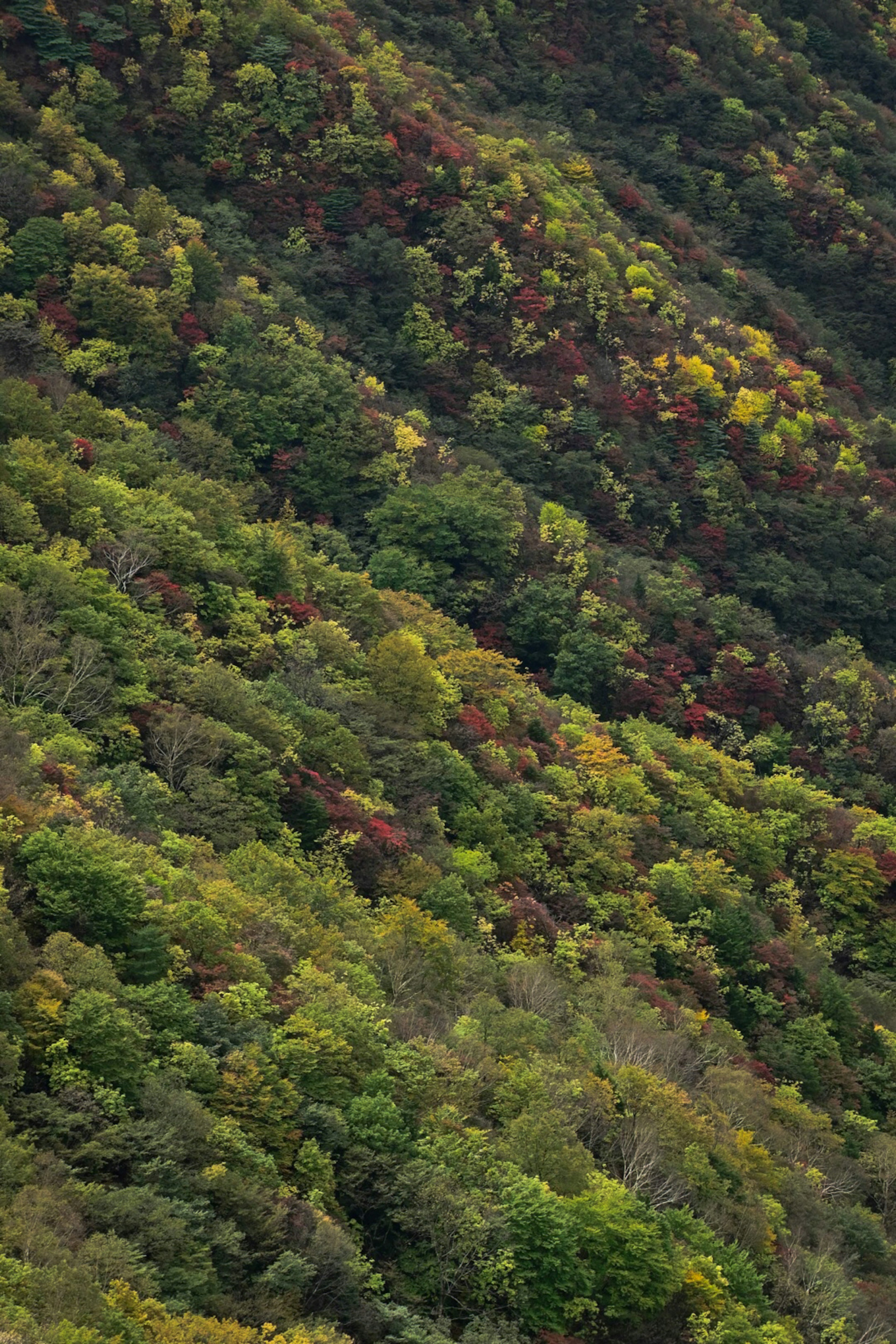 緑と赤の葉が混ざった山の斜面の風景