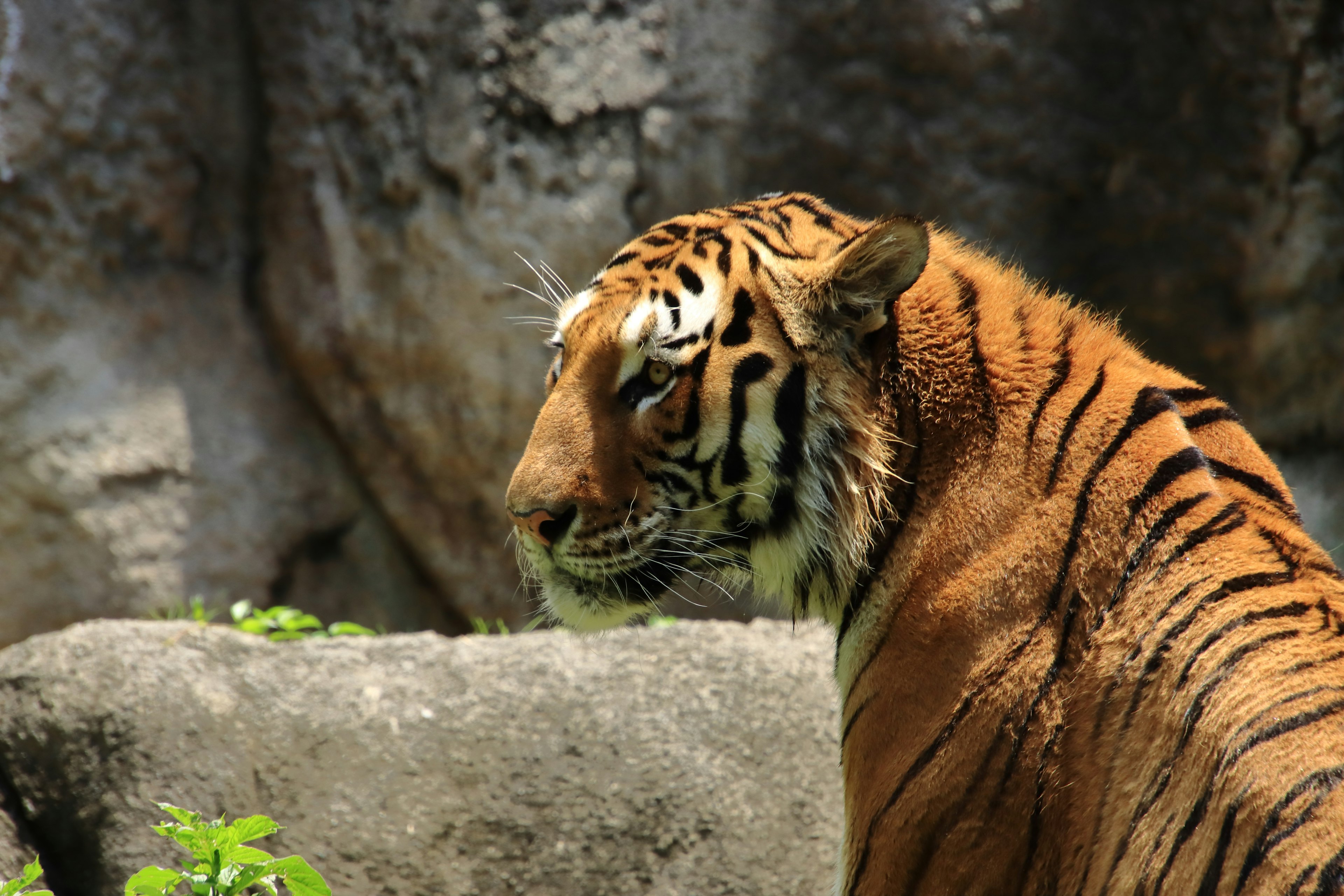 Primer plano de un tigre con rayas naranjas y negras contra un fondo rocoso