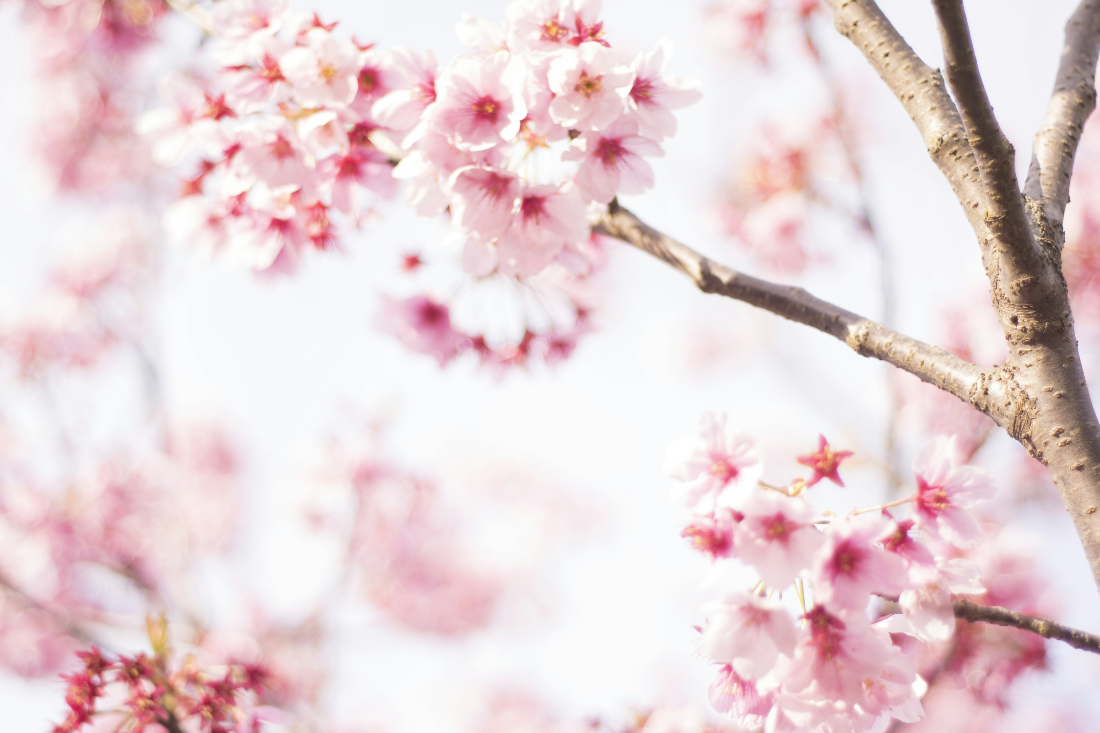 Delicate pink cherry blossoms blooming on a branch