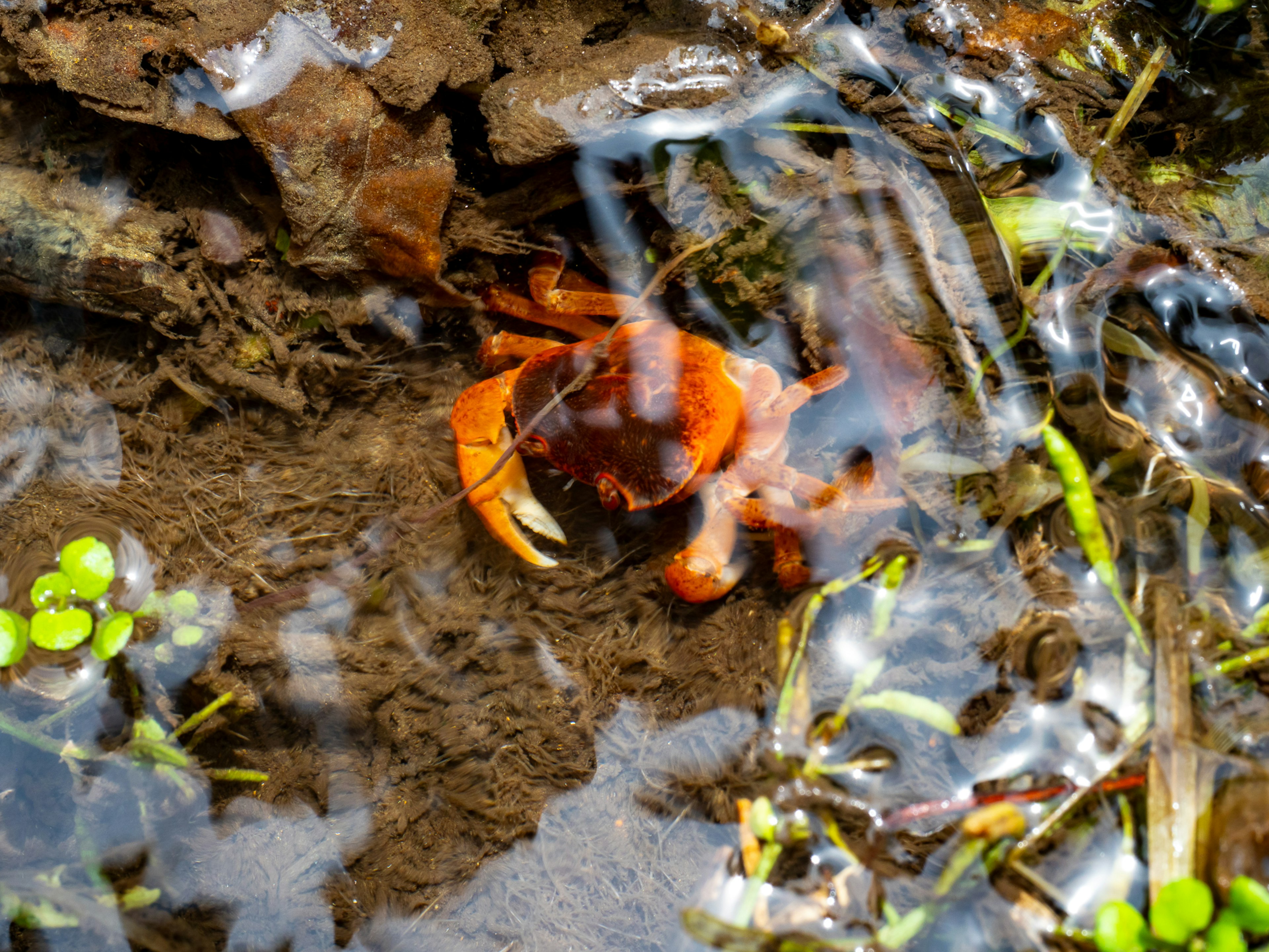 Un cangrejo naranja caminando en agua lodosa cerca de la orilla