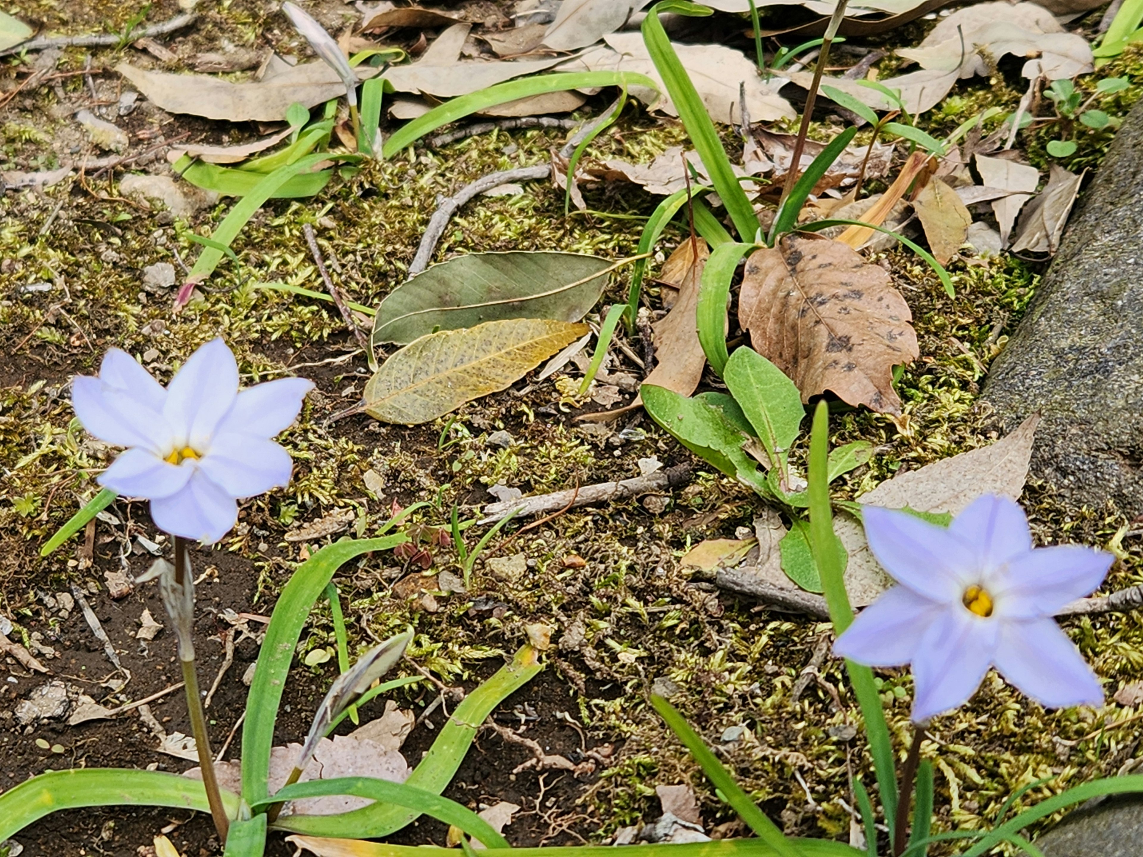 Two light purple flowers blooming on the ground among green grass