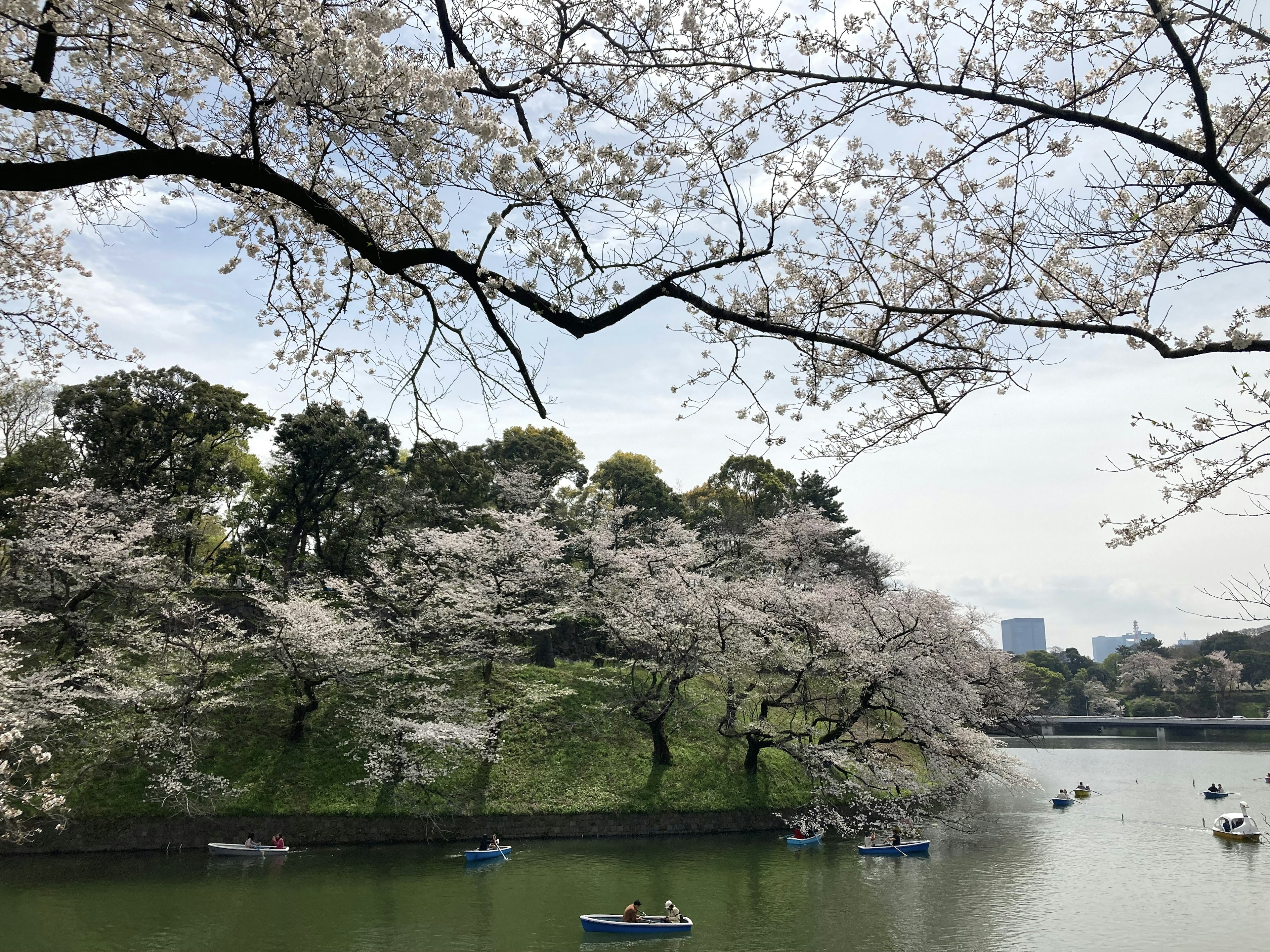 櫻花盛開的樹木與寧靜湖面上的船隻的風景