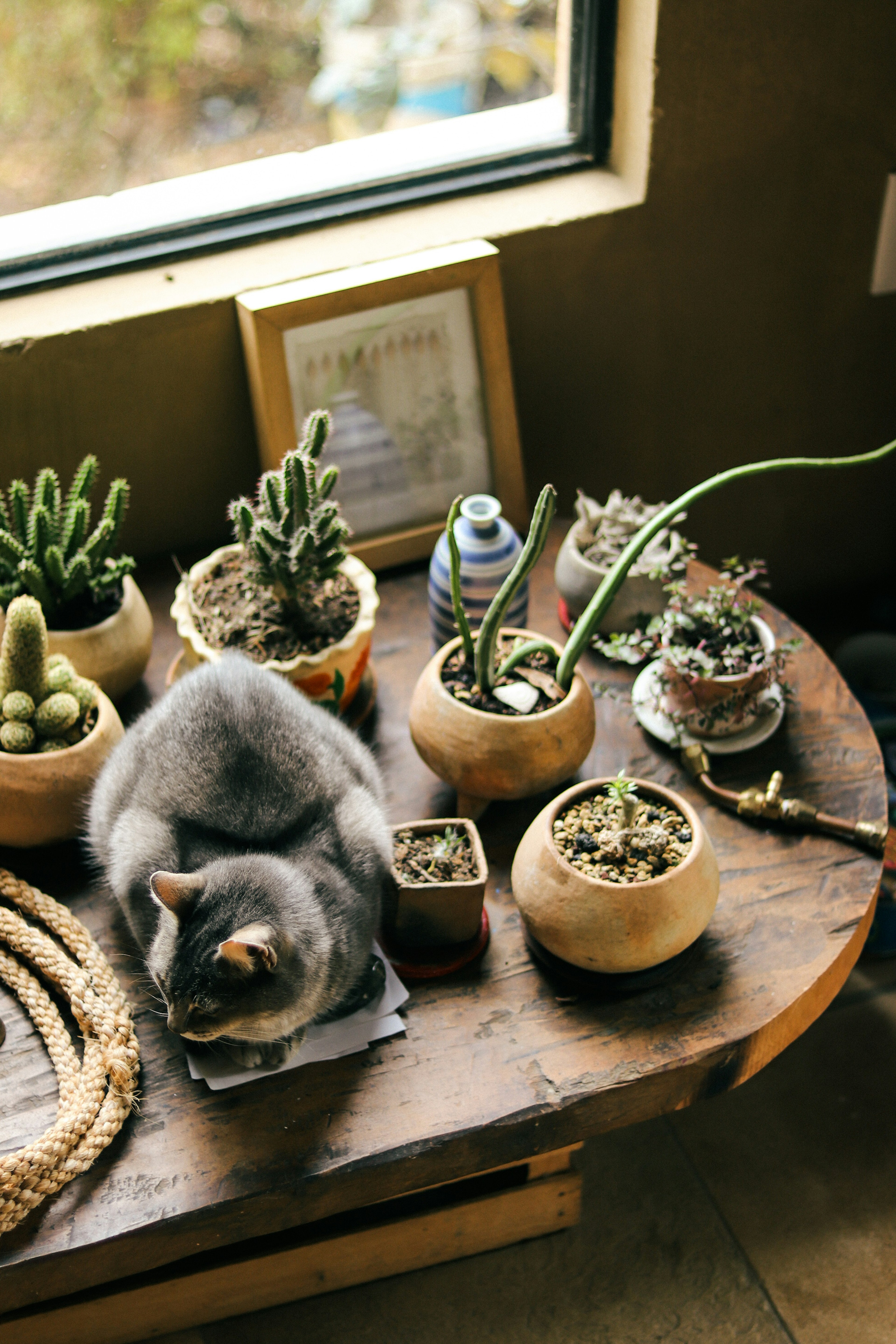 窓際のテーブルの上で植物の鉢の間に寝ている灰色の猫