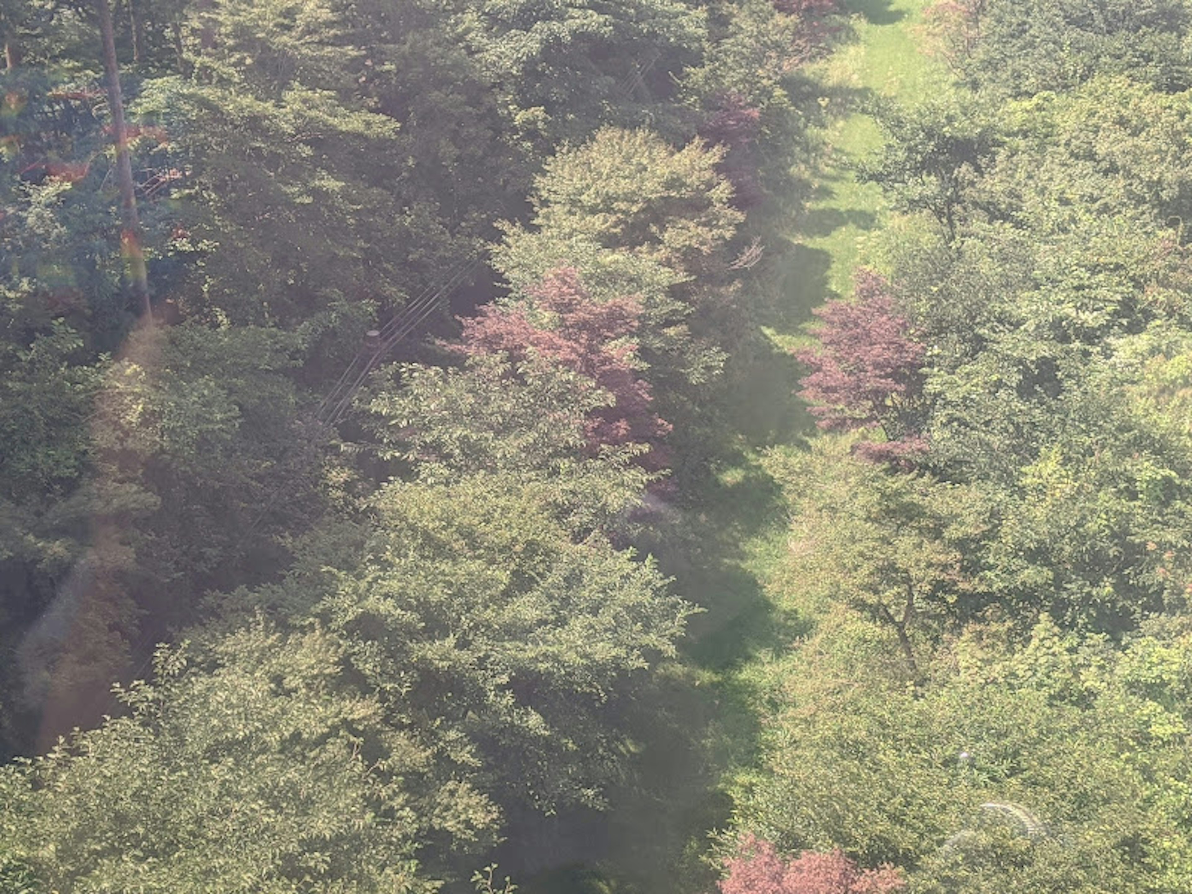 A view of green trees with red foliage lining a path