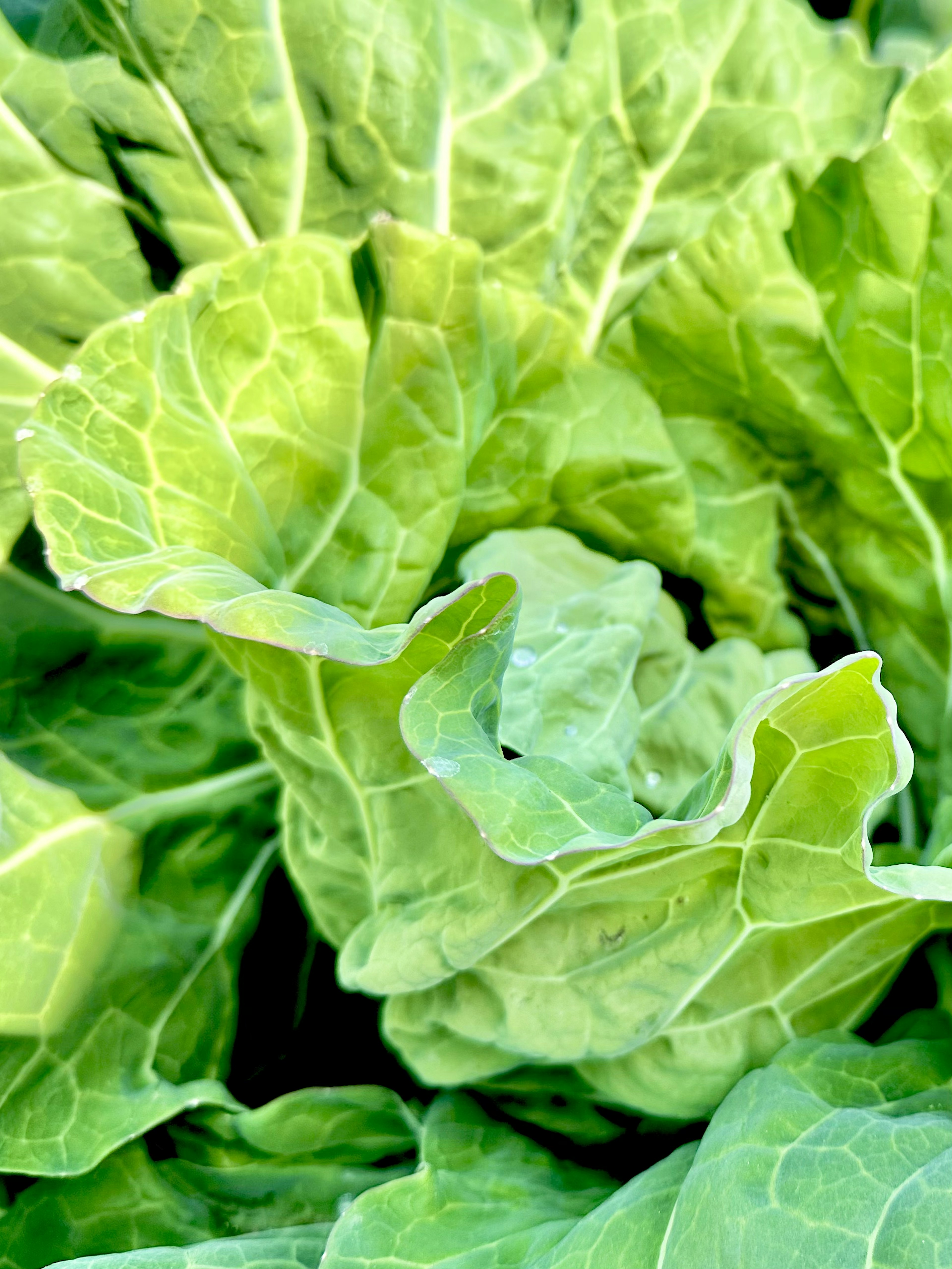 Close-up of fresh green cabbage leaves overlapping