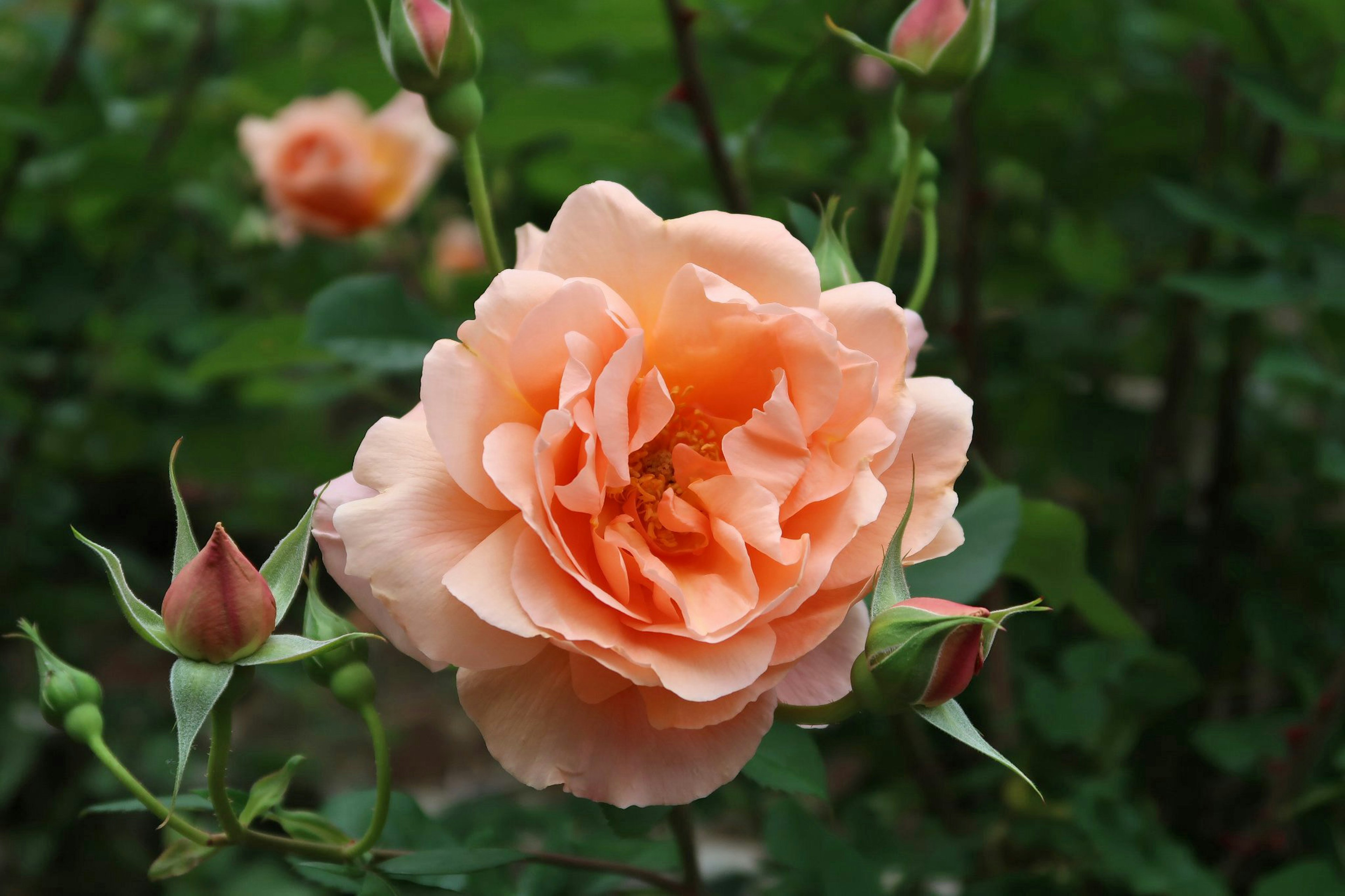 A soft peach rose flower surrounded by green leaves and buds