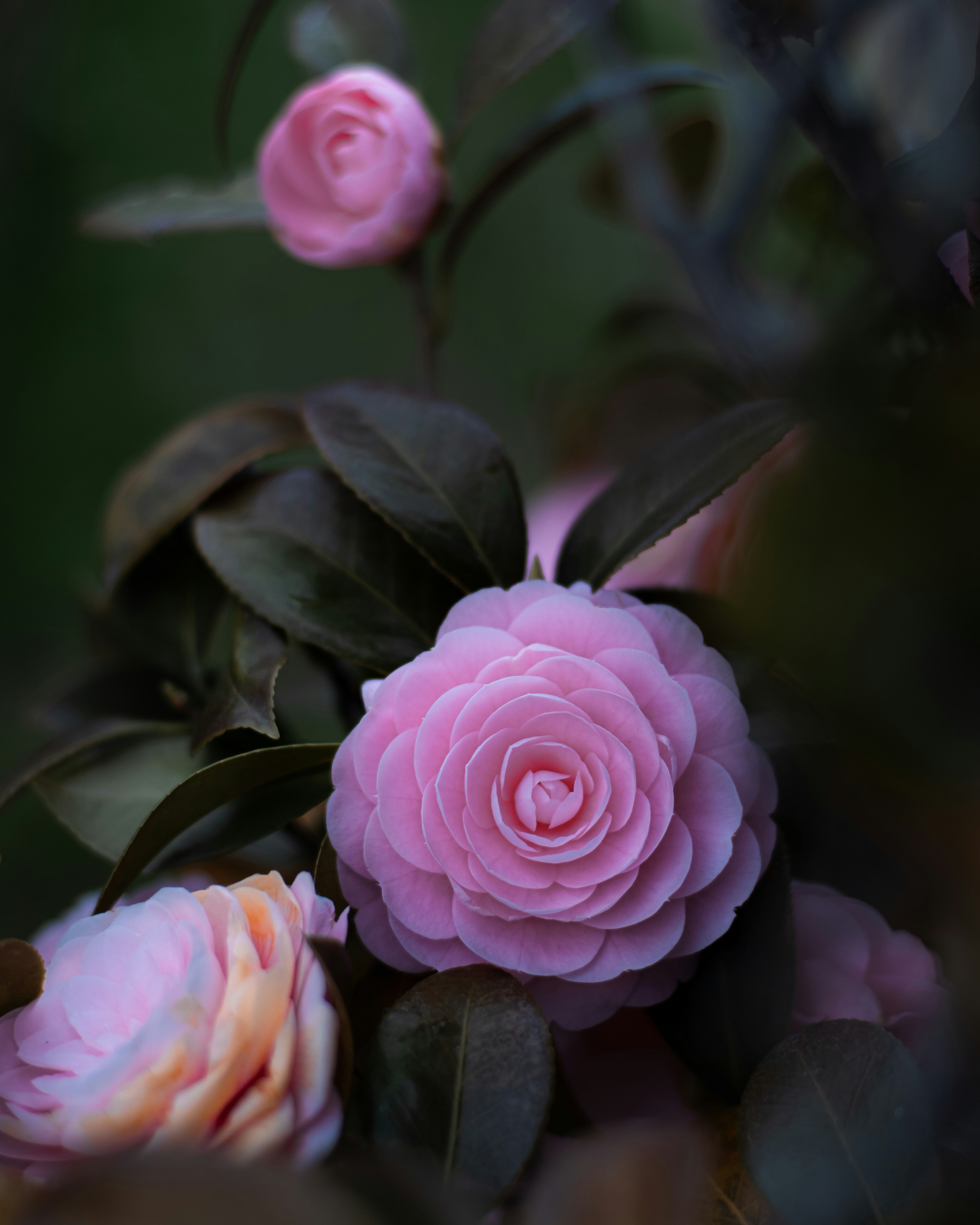 Pink camellia flowers with lush green leaves