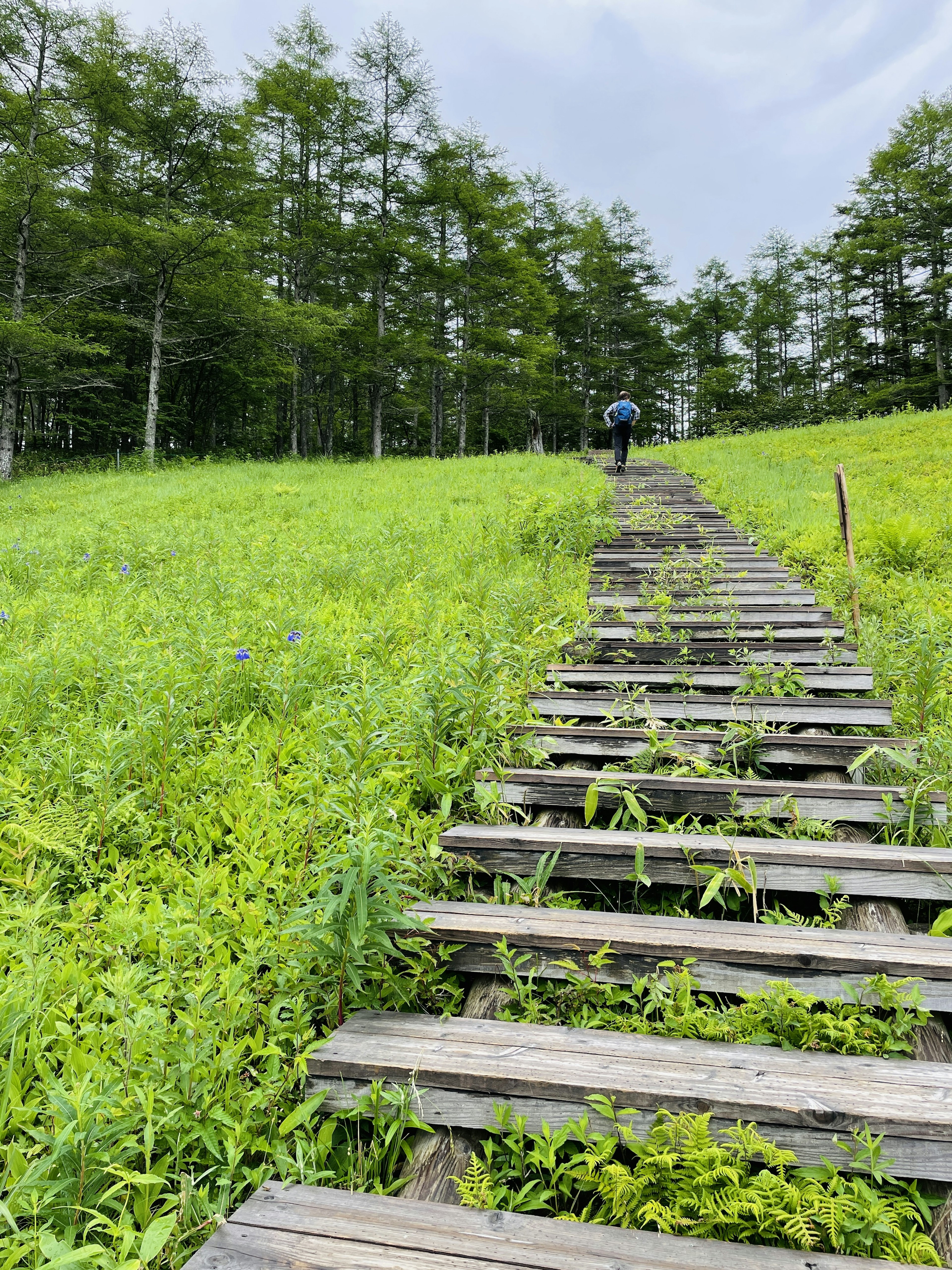 A person climbing wooden steps leading up a green meadow