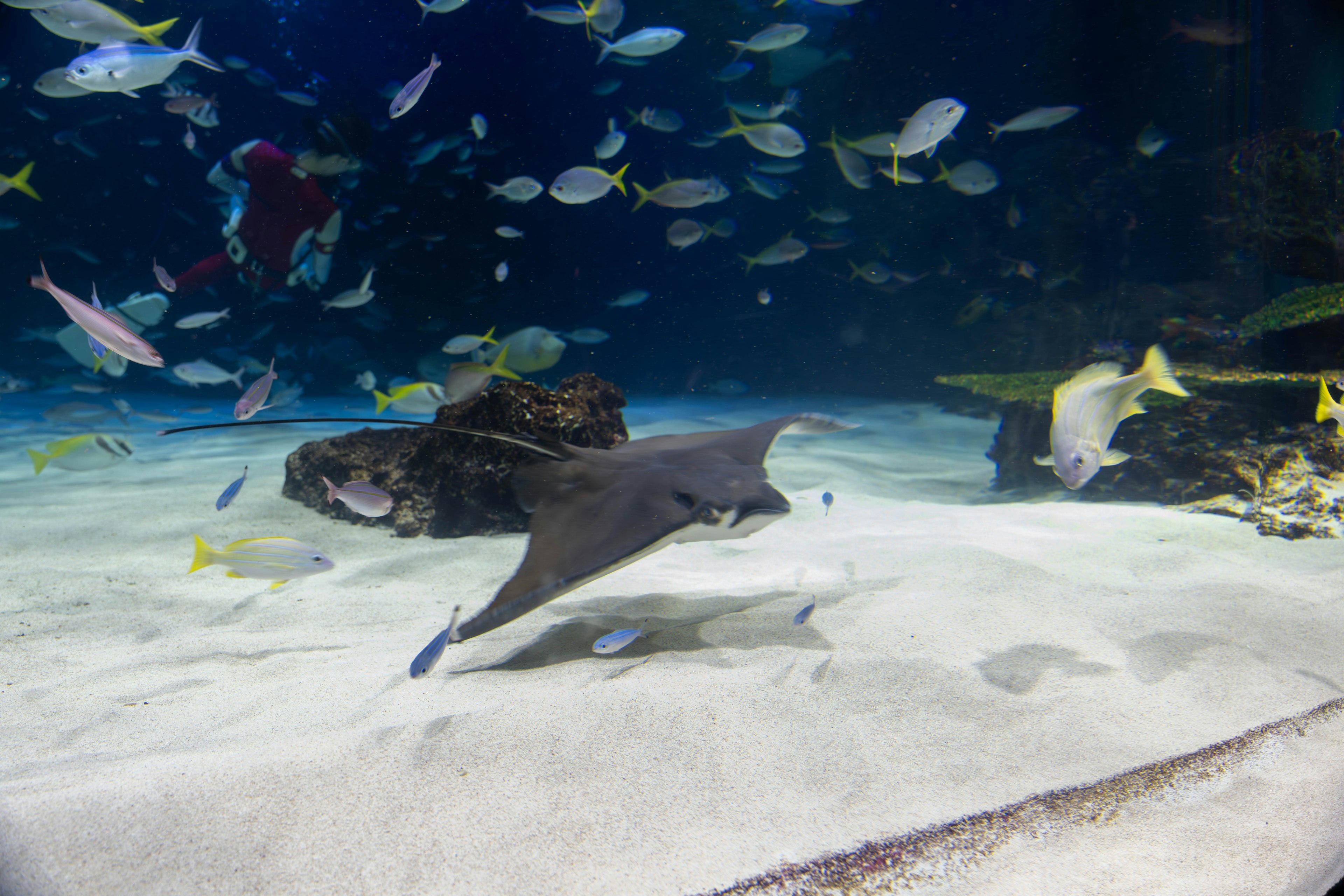 Una raya nadando en un acuario rodeada de peces coloridos