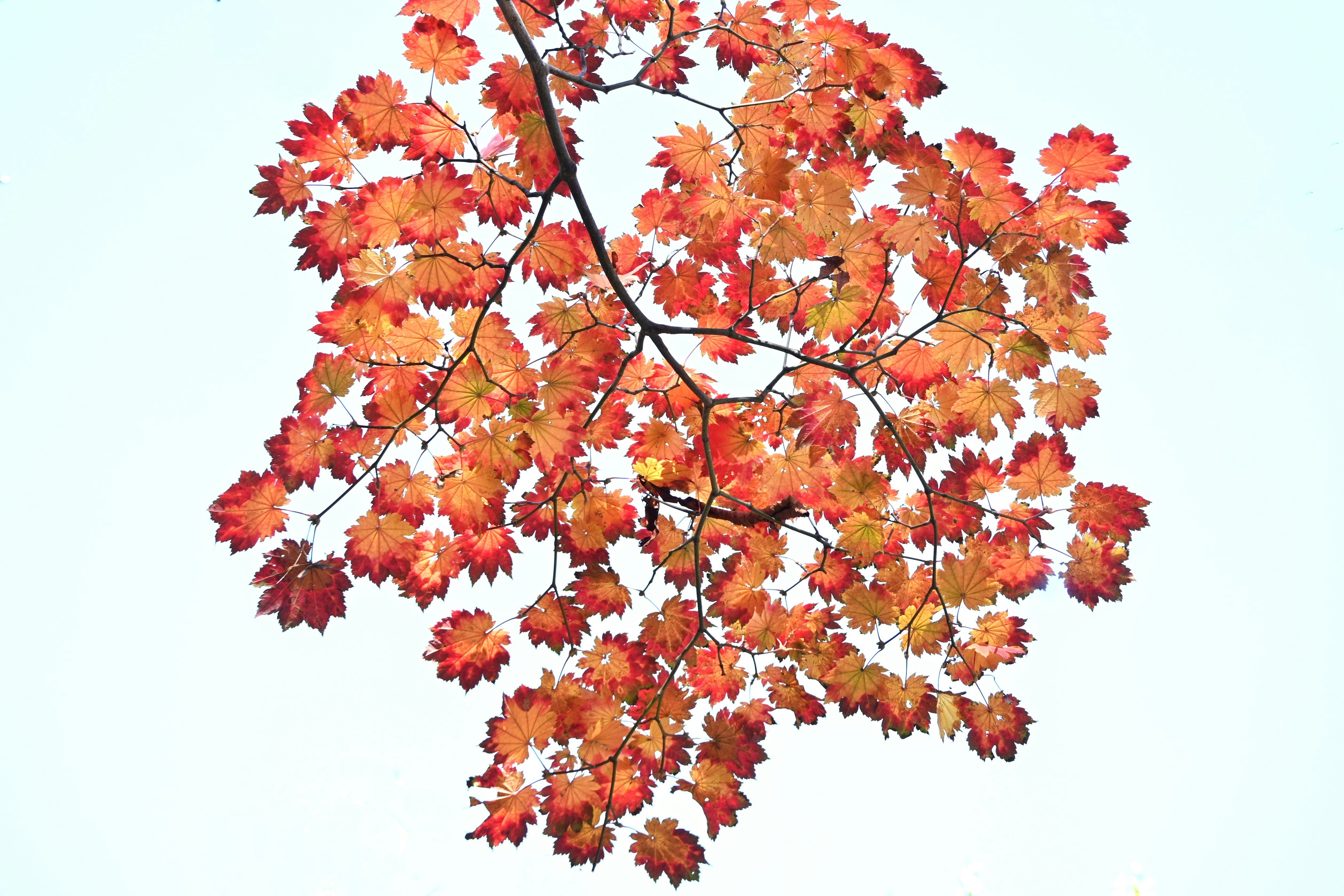 A vibrant branch with orange and red leaves shining under a blue sky