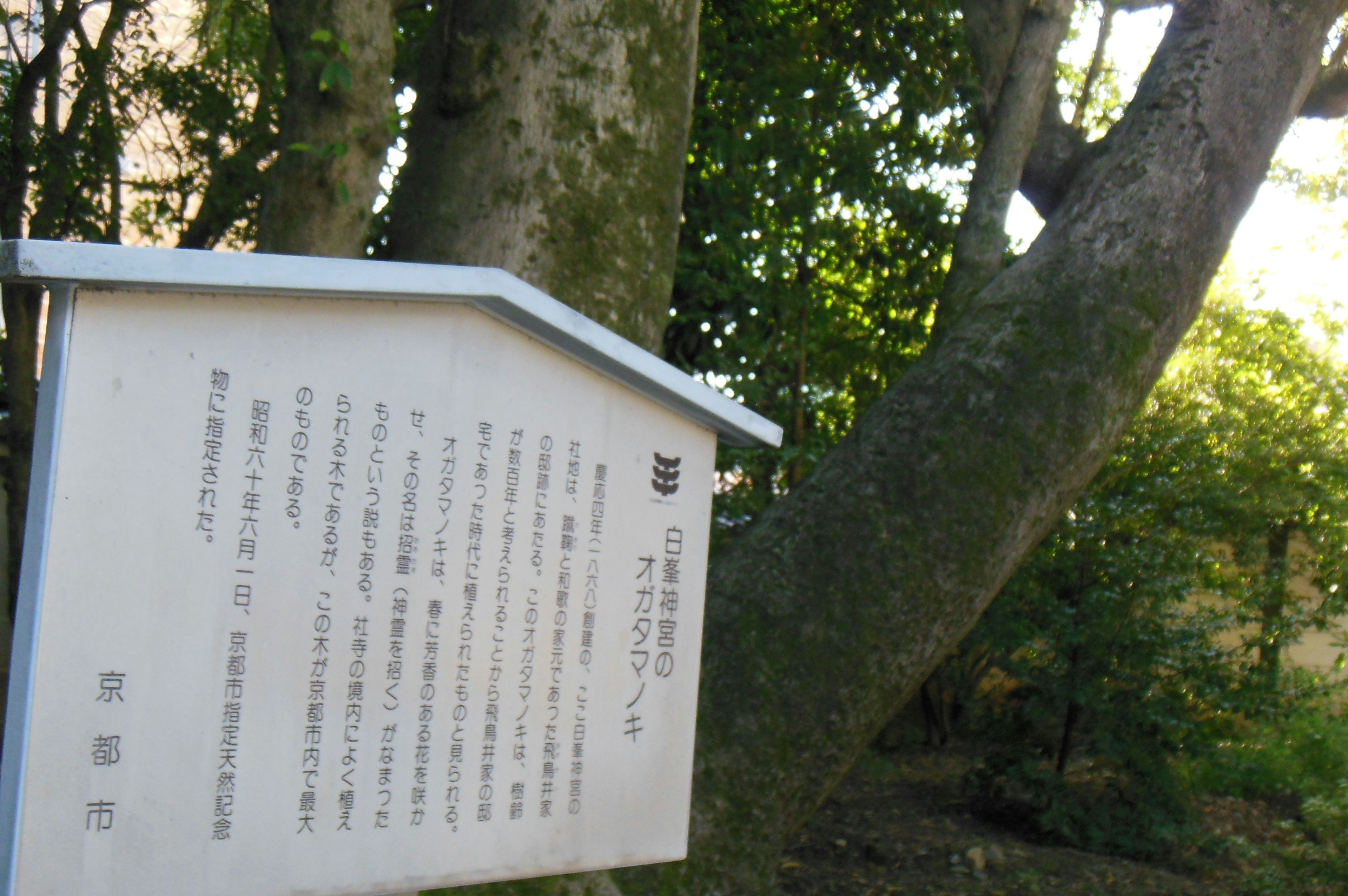 Photo of an information board standing near a tree