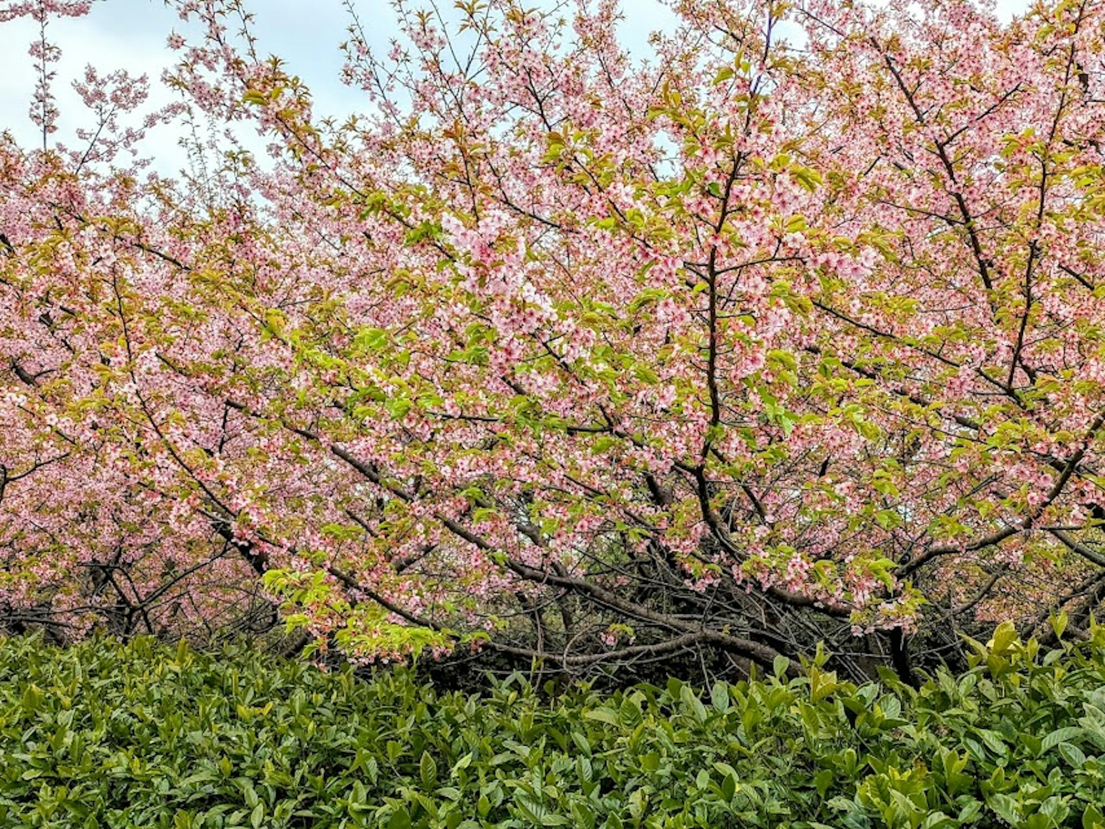 満開の桜の木と緑の葉の低い植物が見える美しい風景