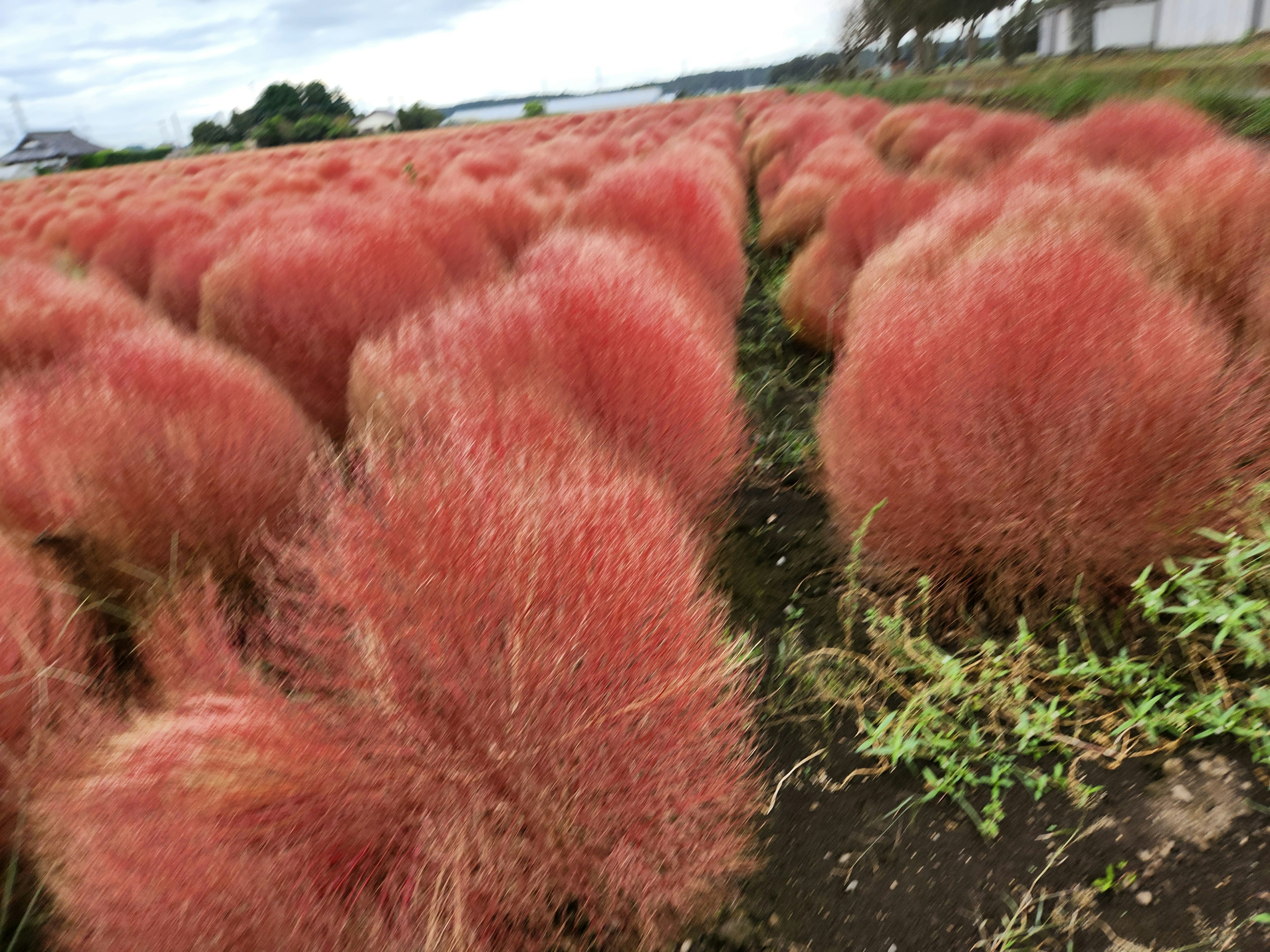 Un campo di piante di kochia rosse che mostrano la loro morbida texture