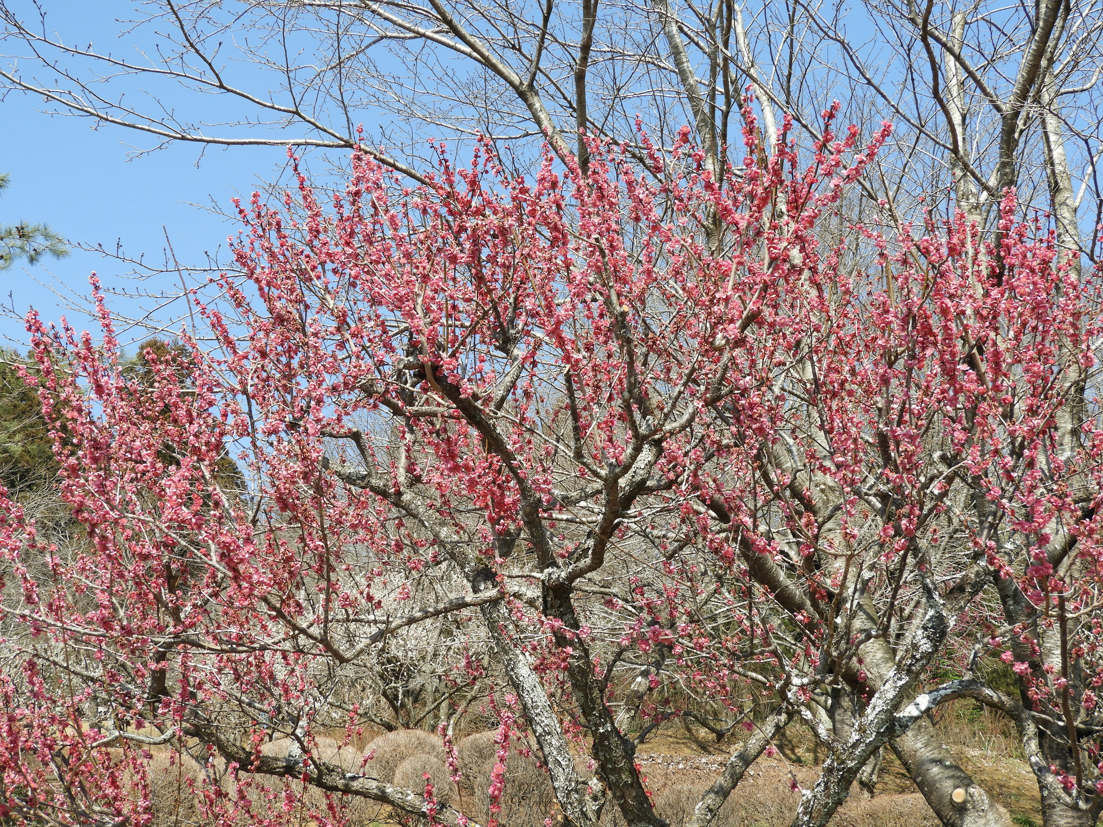 Branches of peach blossoms in bloom under a clear blue sky