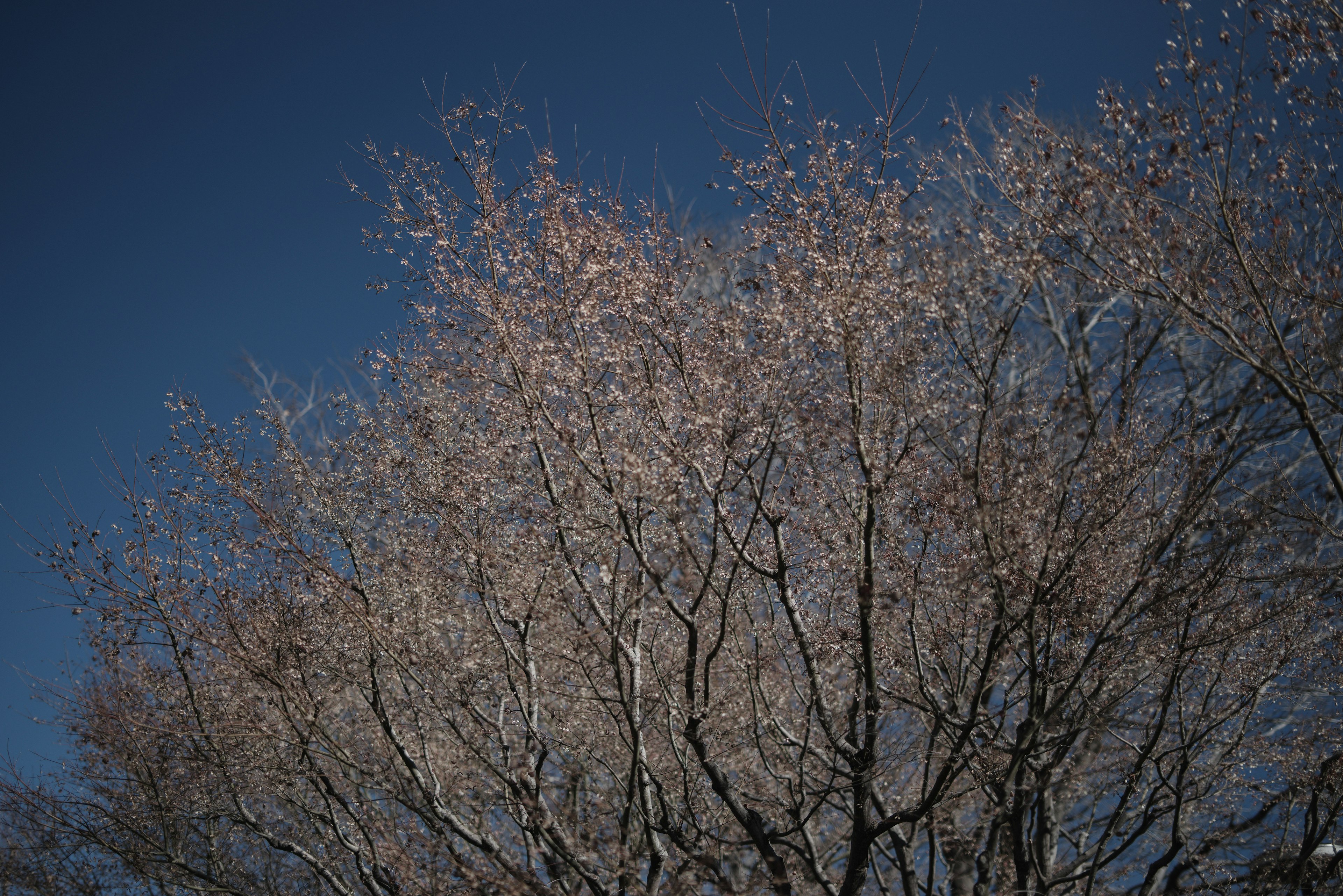 Baumäste mit wenigen Blättern vor blauem Himmel