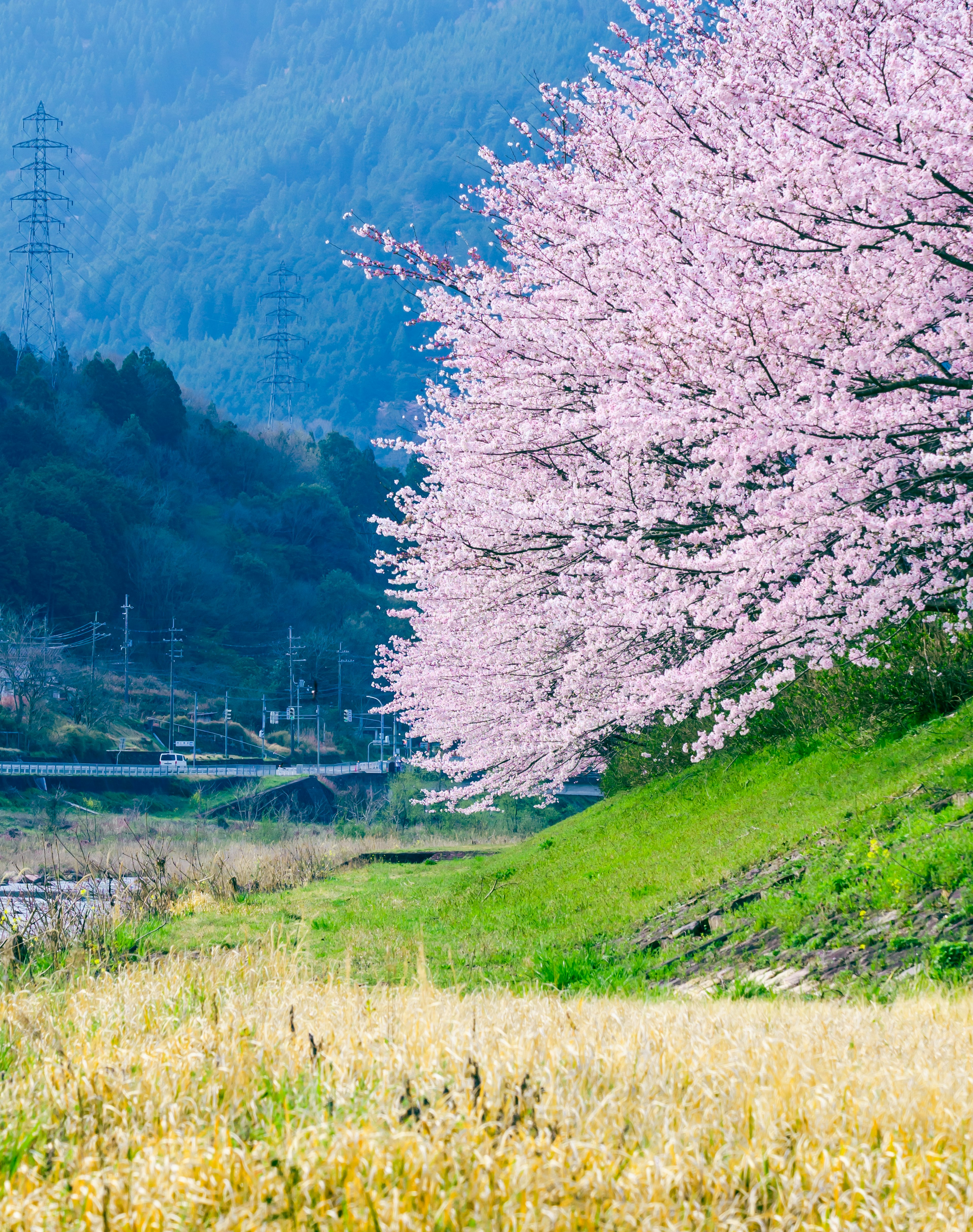 Schöner Kirschbaum in voller Blüte mit grünem Gras und einem fließenden Fluss im Hintergrund