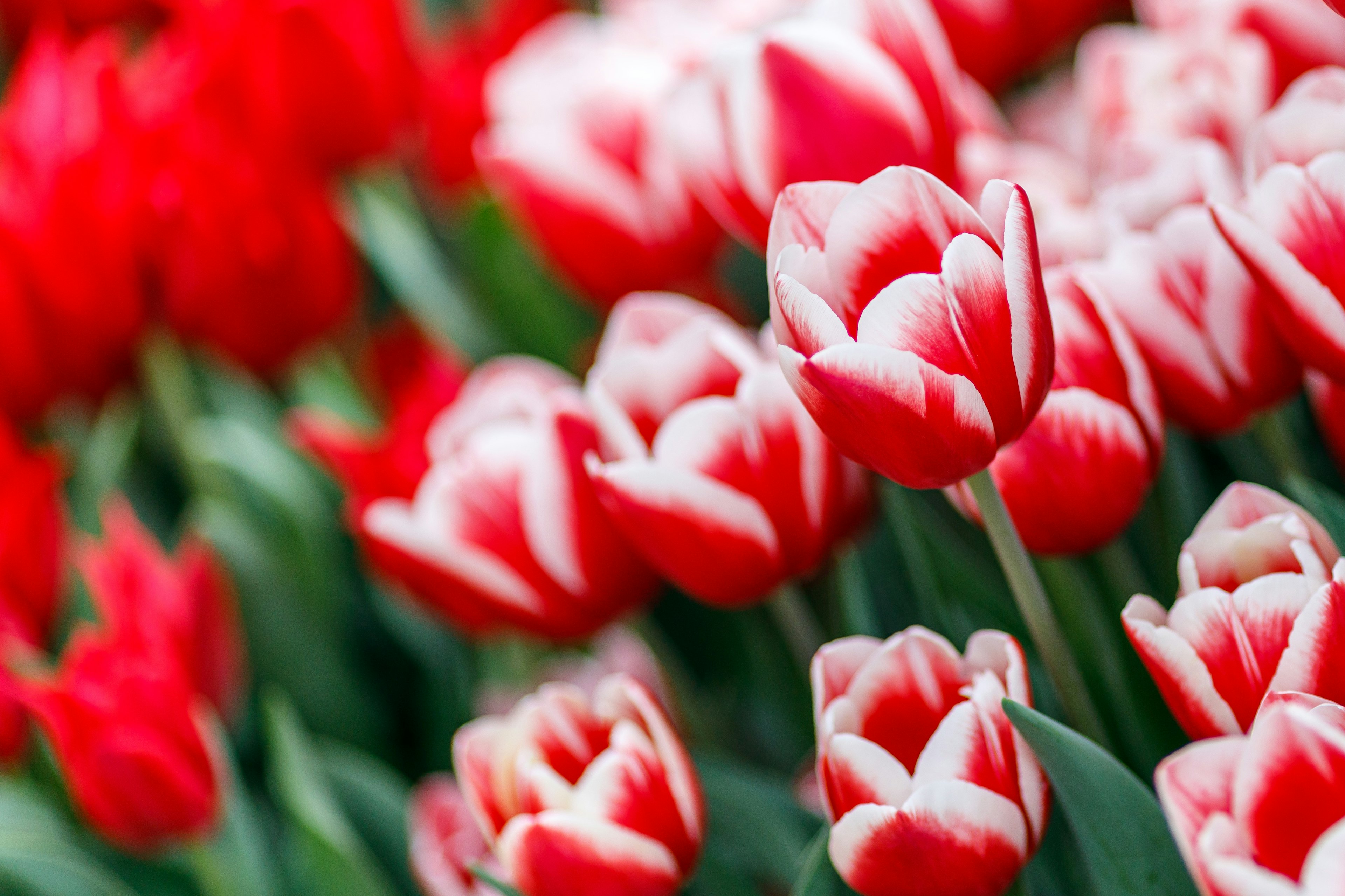 Field of vibrant red and white tulips in bloom