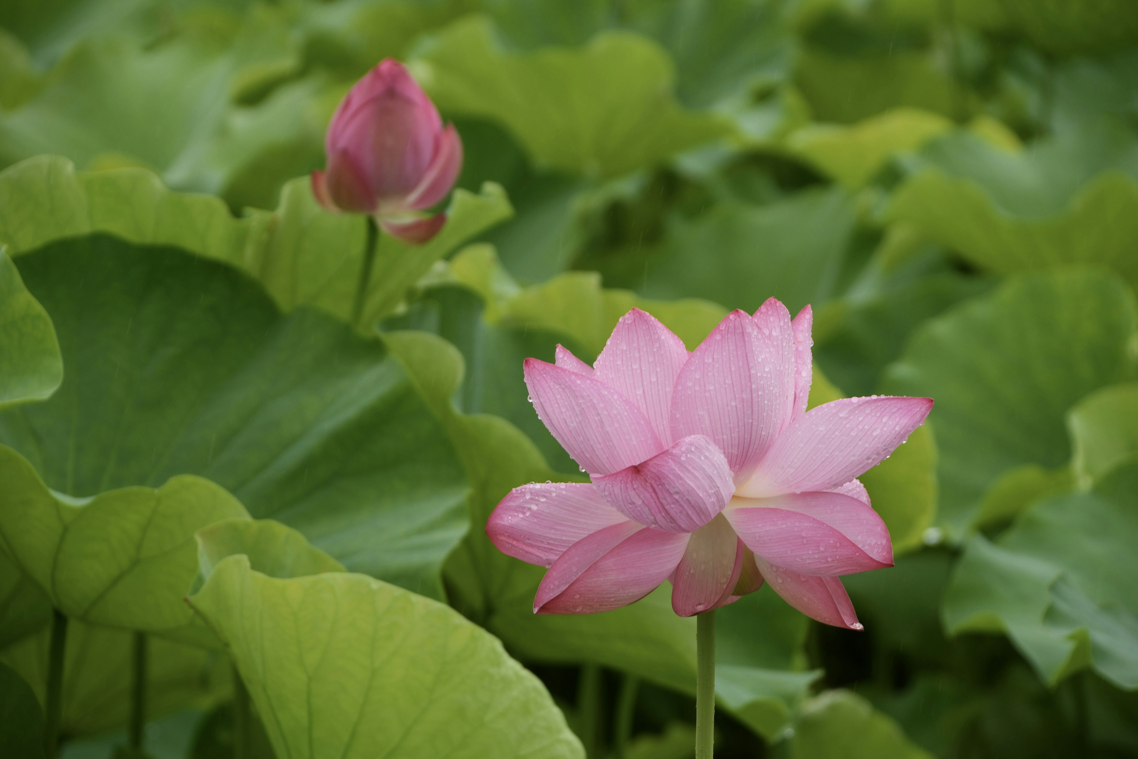 Beautiful pink lotus flower and bud among green leaves