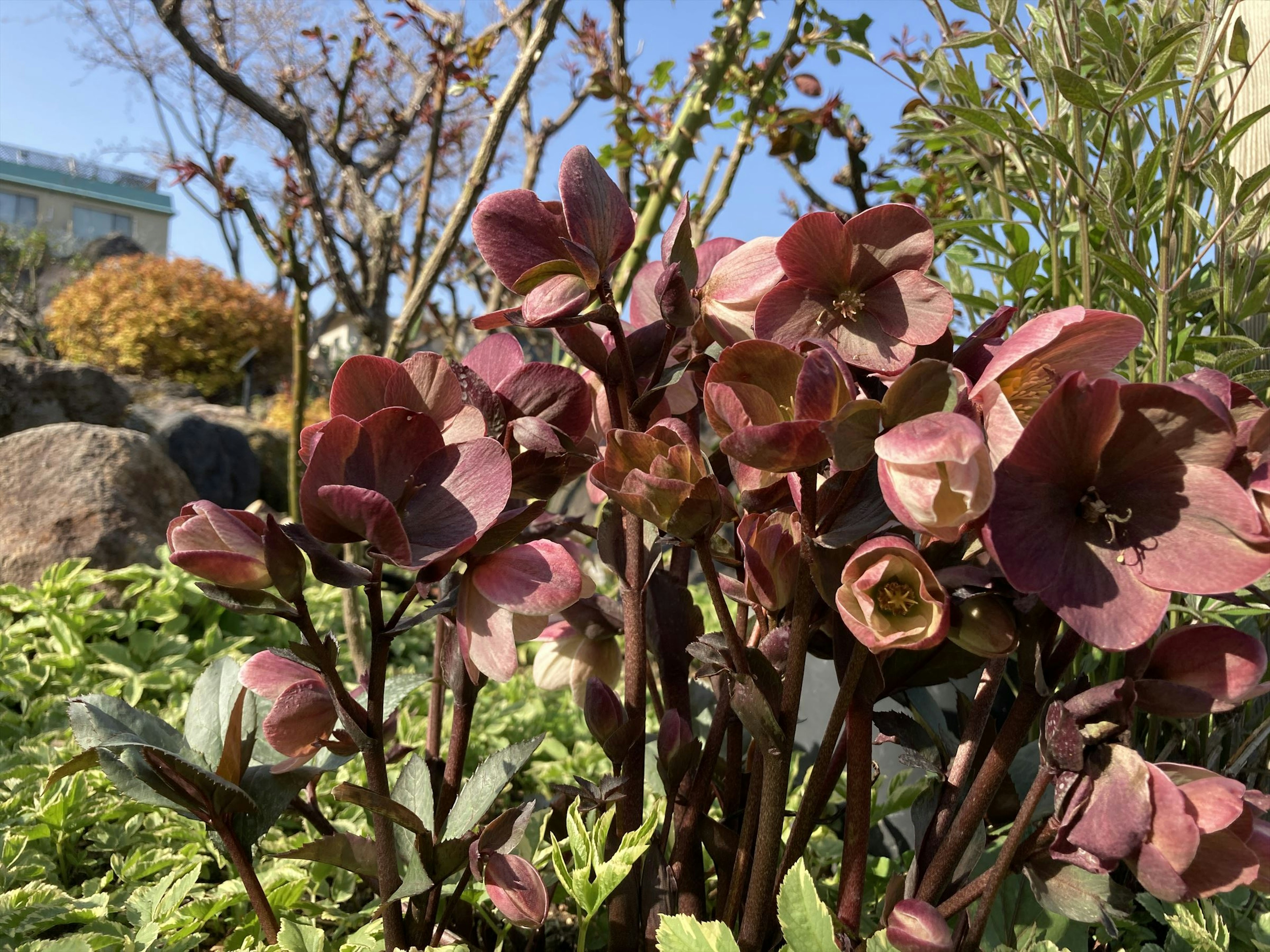 Lebendige Blumen und grüne Blätter in einem Garten