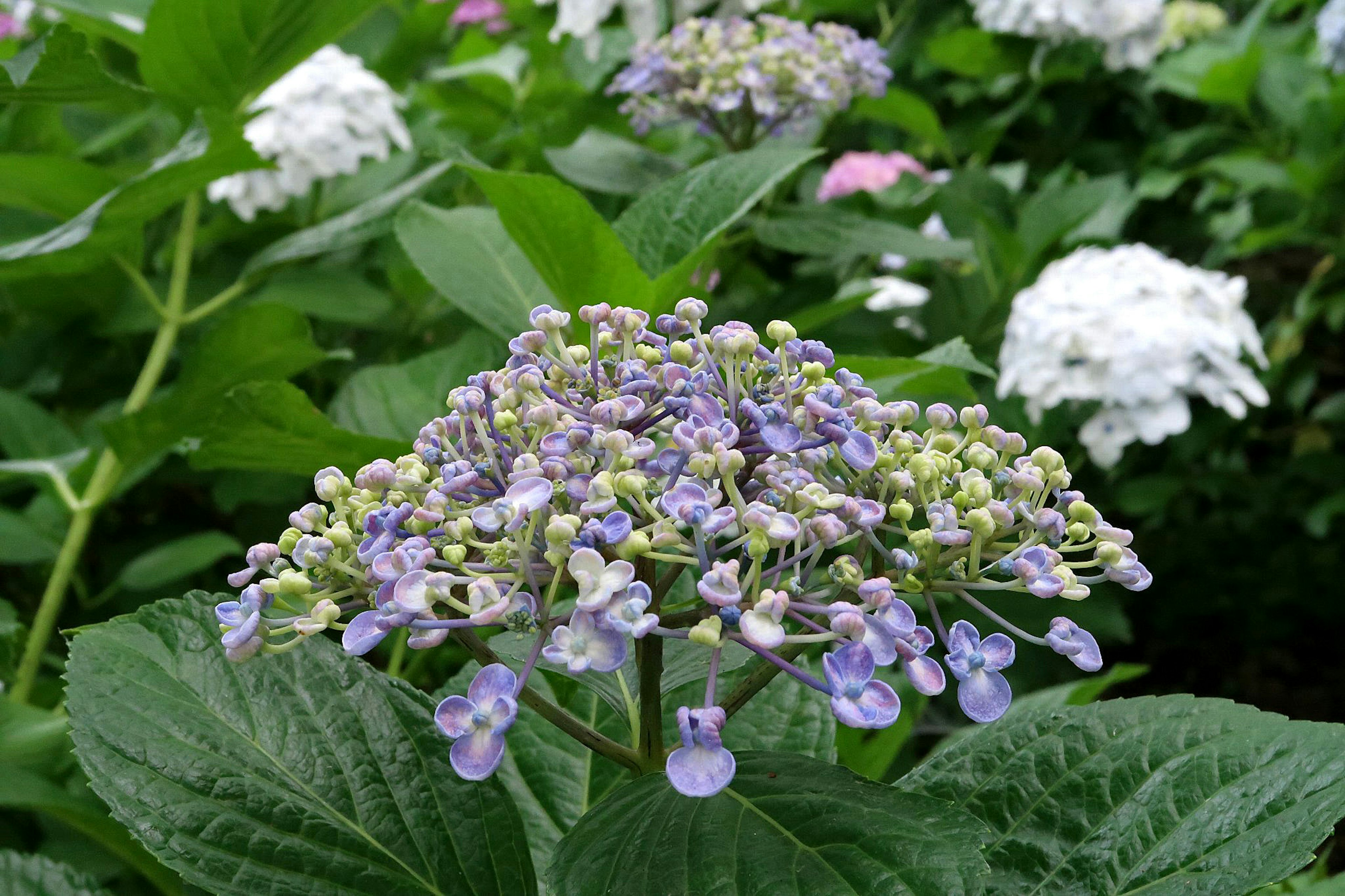 Acercamiento de una planta con flores moradas y hojas verdes