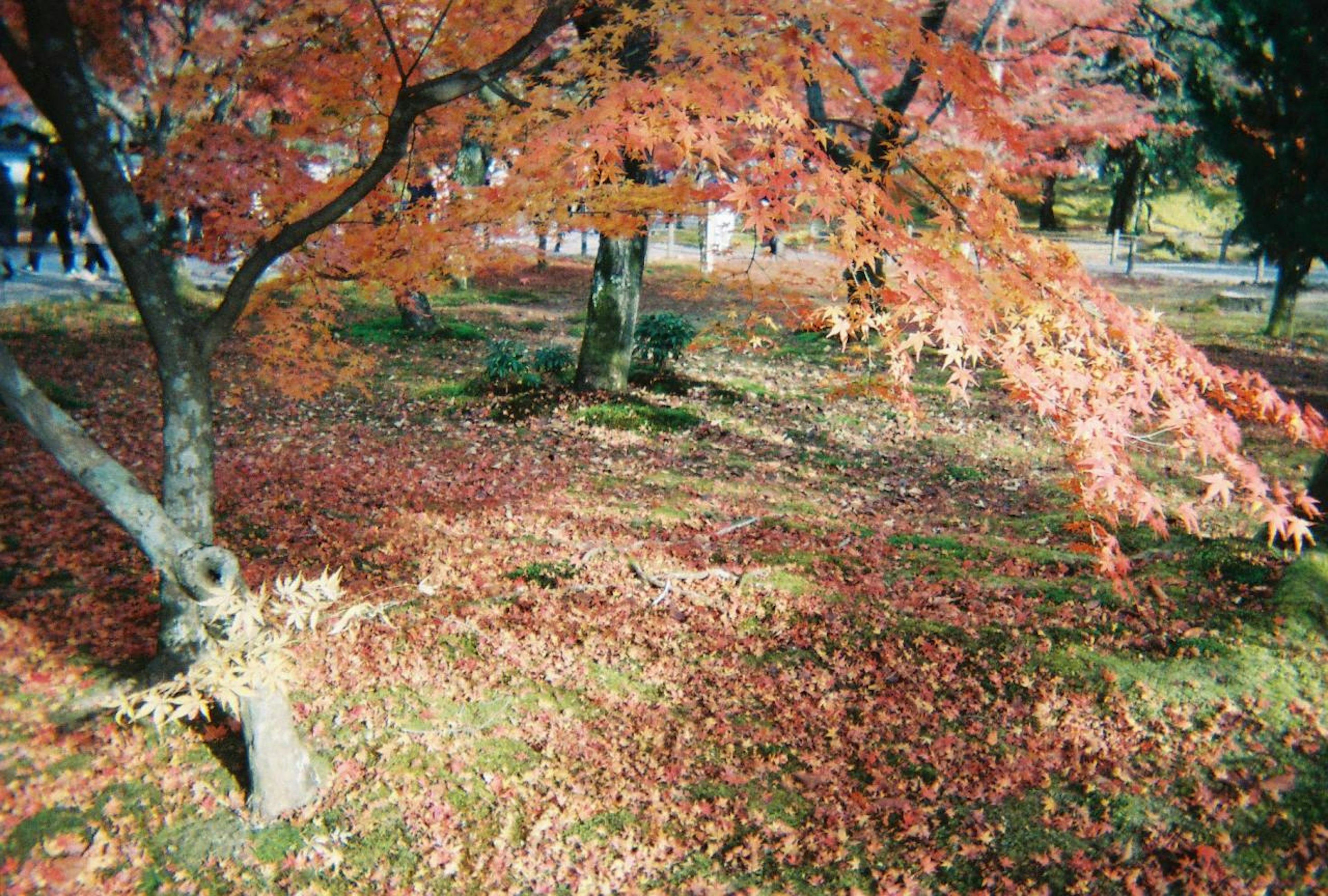 紅葉した木々と落ち葉が広がる公園の風景