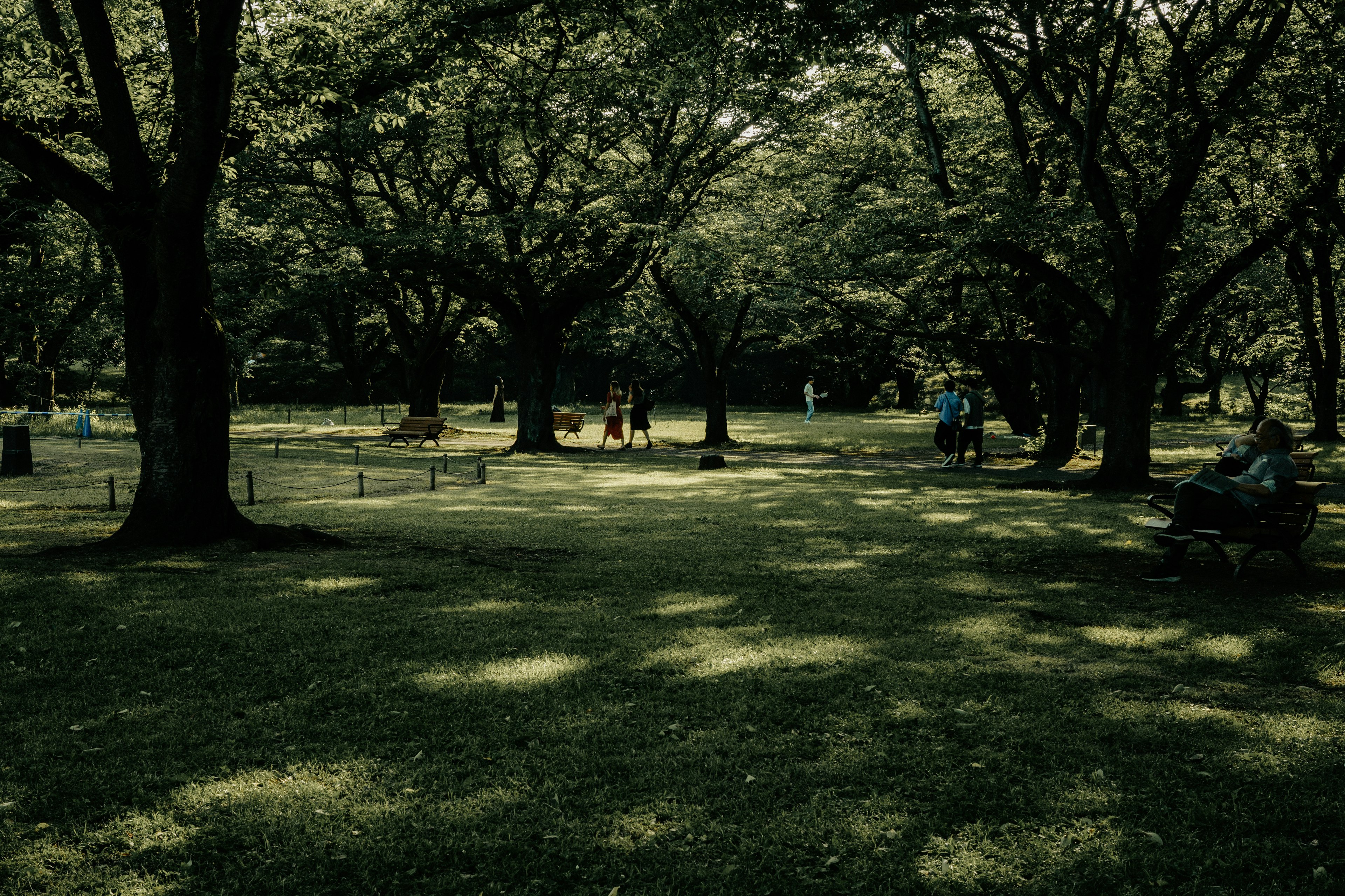 Pemandangan taman subur dengan pohon besar dan area rumput orang berjalan