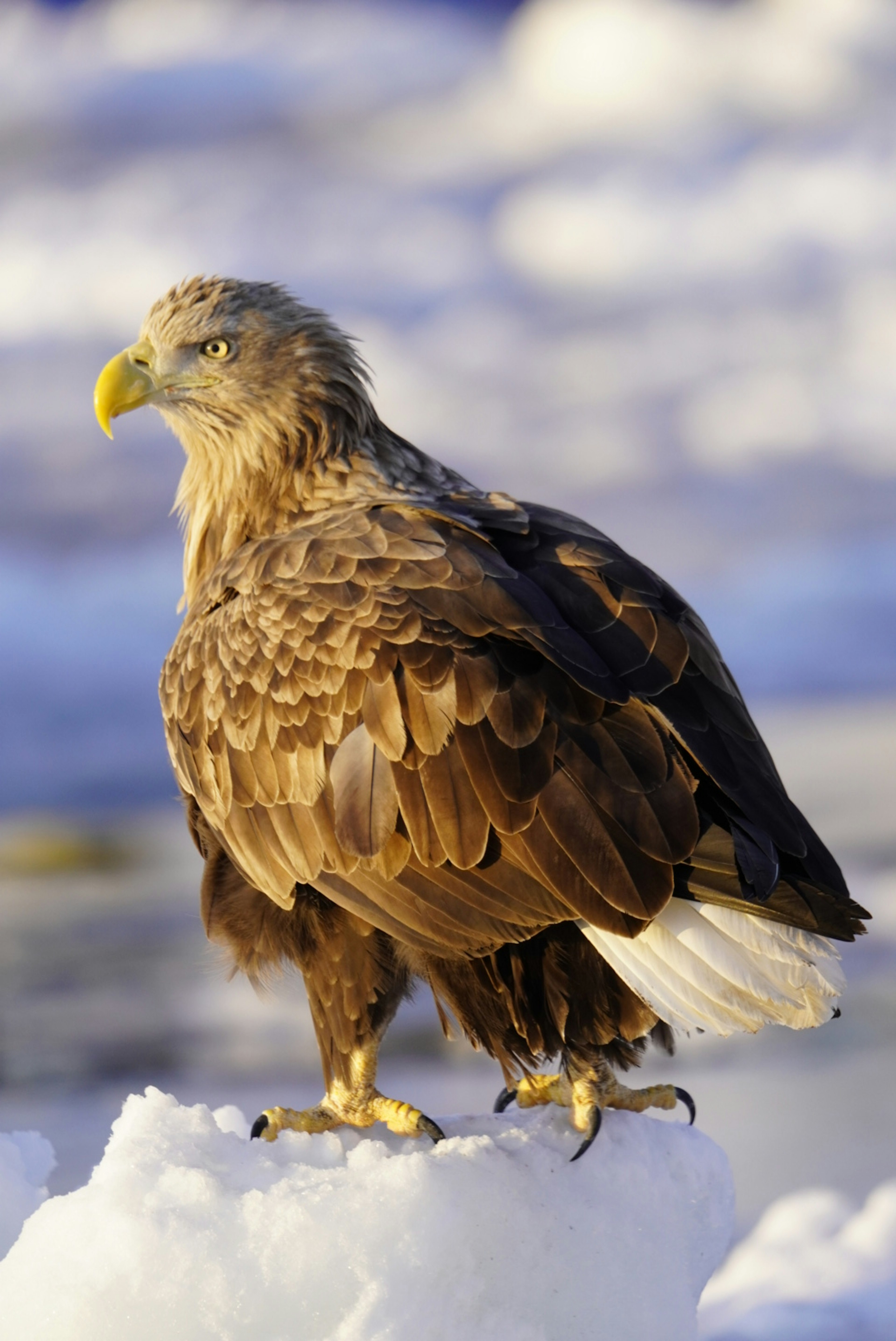 A side view of a white-tailed eagle standing on snow