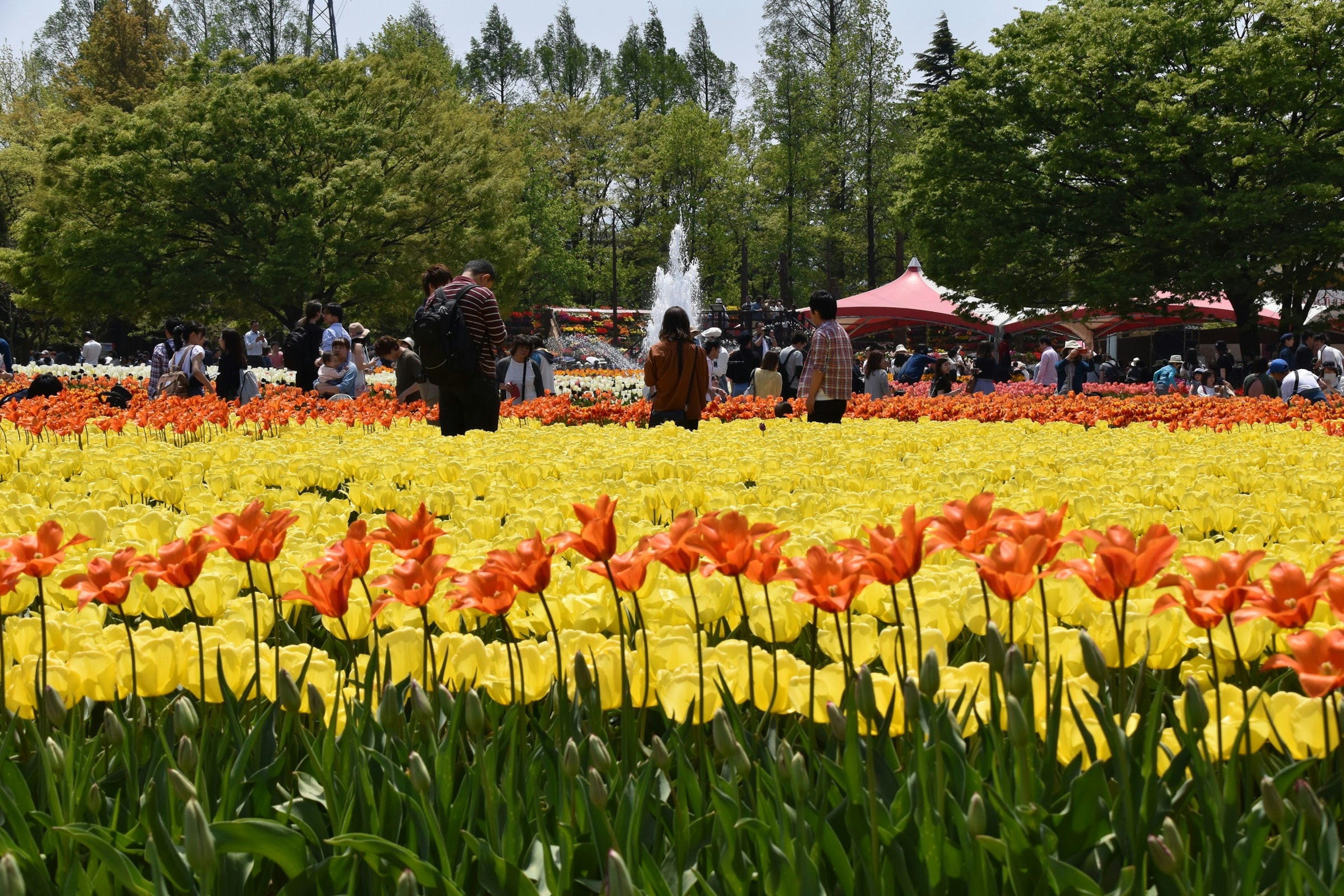 公園中五彩繽紛的鬱金香花田，遊客在欣賞風景