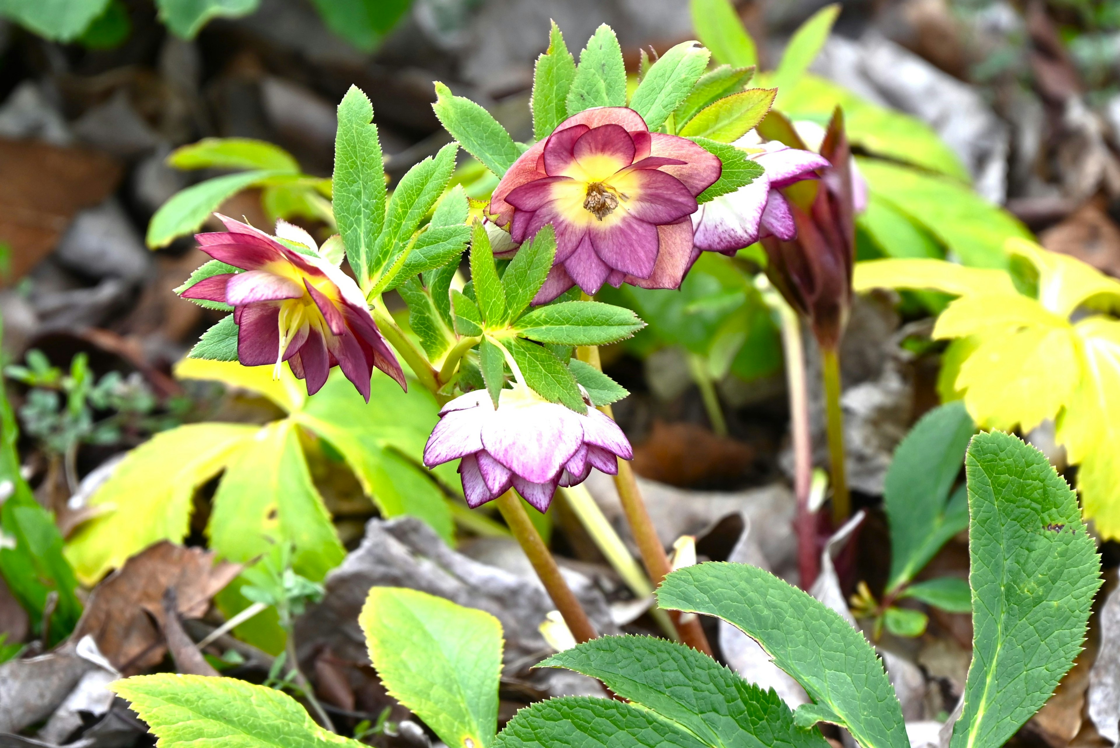 Close-up of flowers with purple and yellow hues in a garden setting