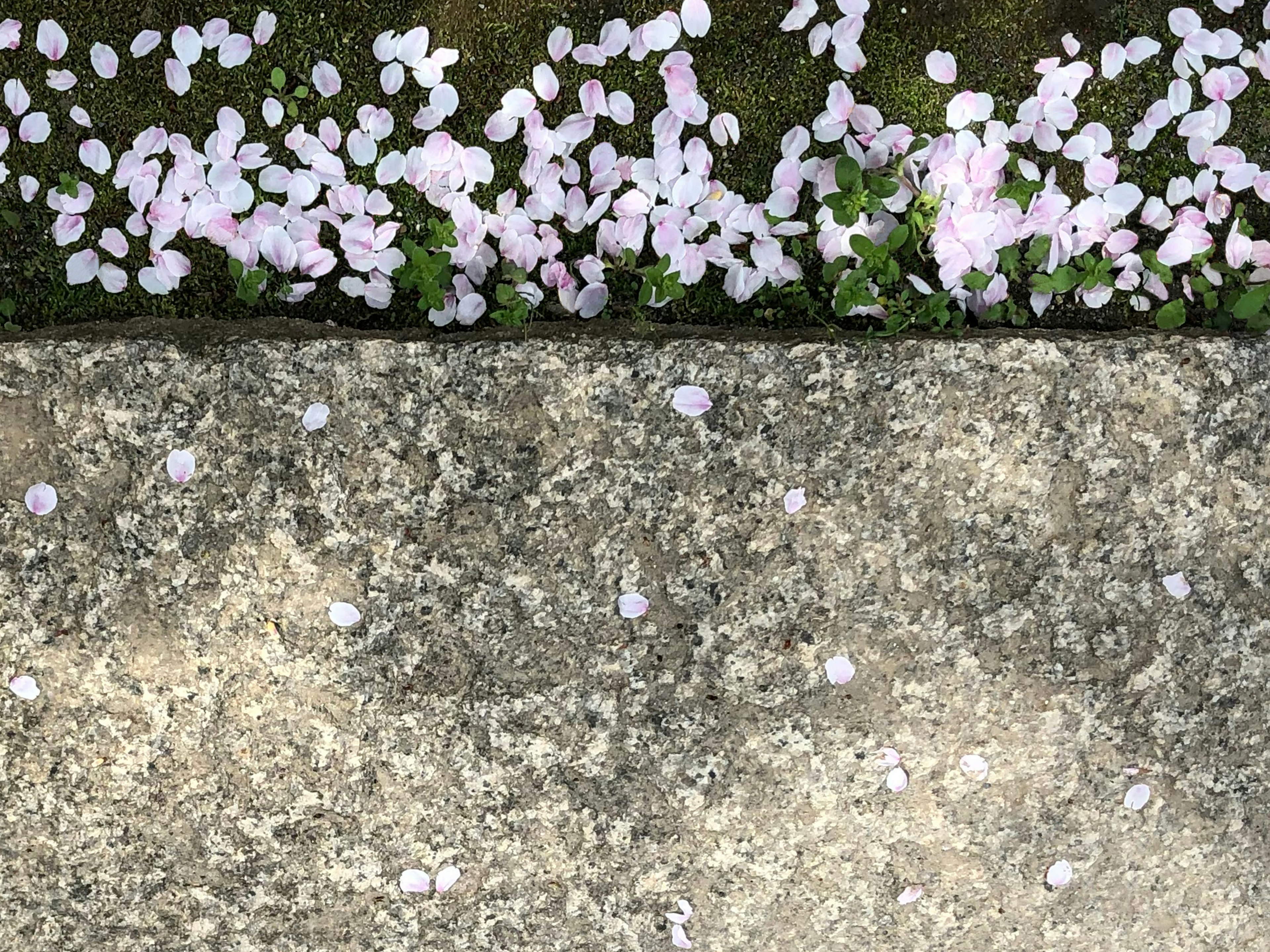 Pétalos de flores rosas esparcidos sobre una superficie de cemento