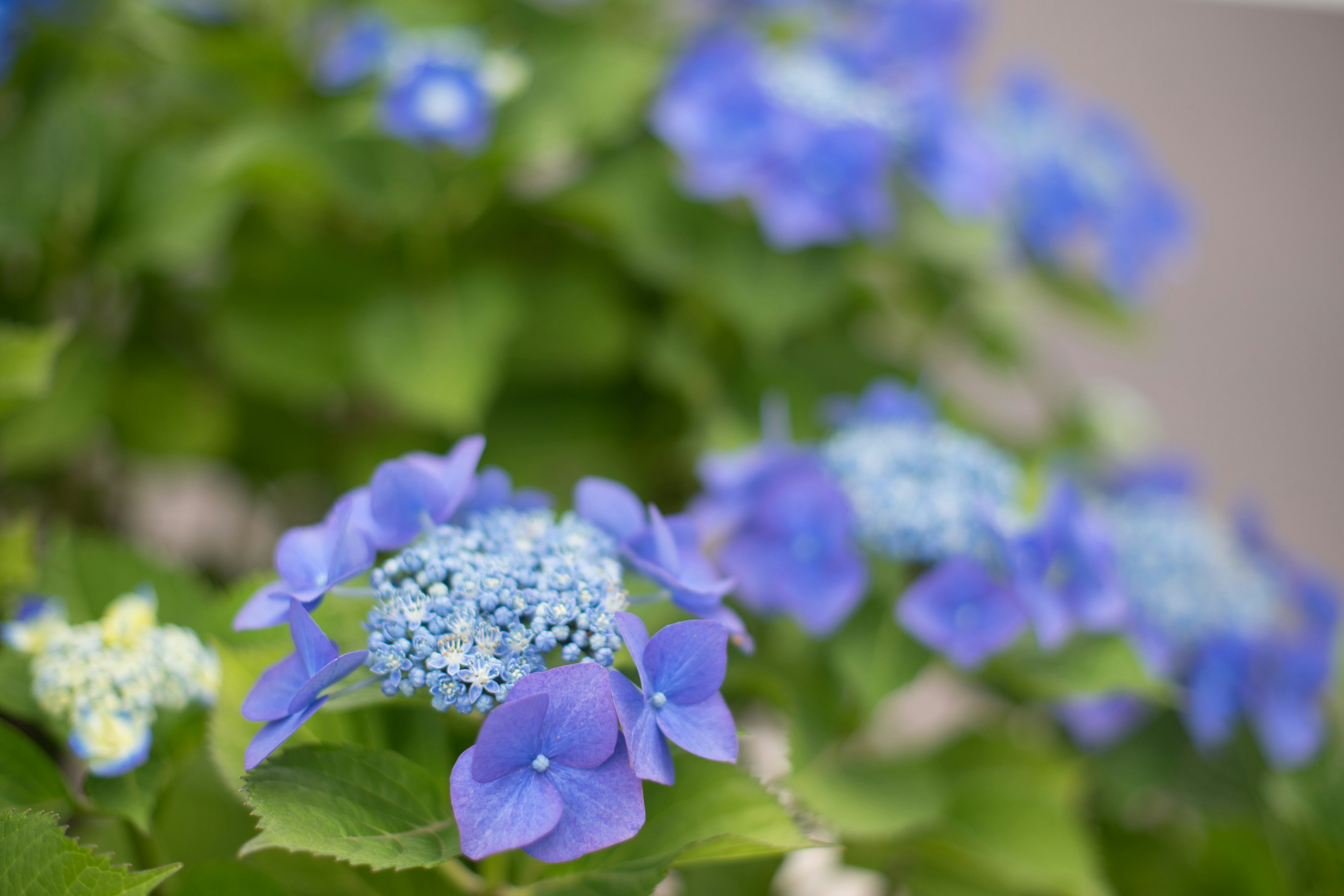 Blooming blue hydrangea flowers in a garden